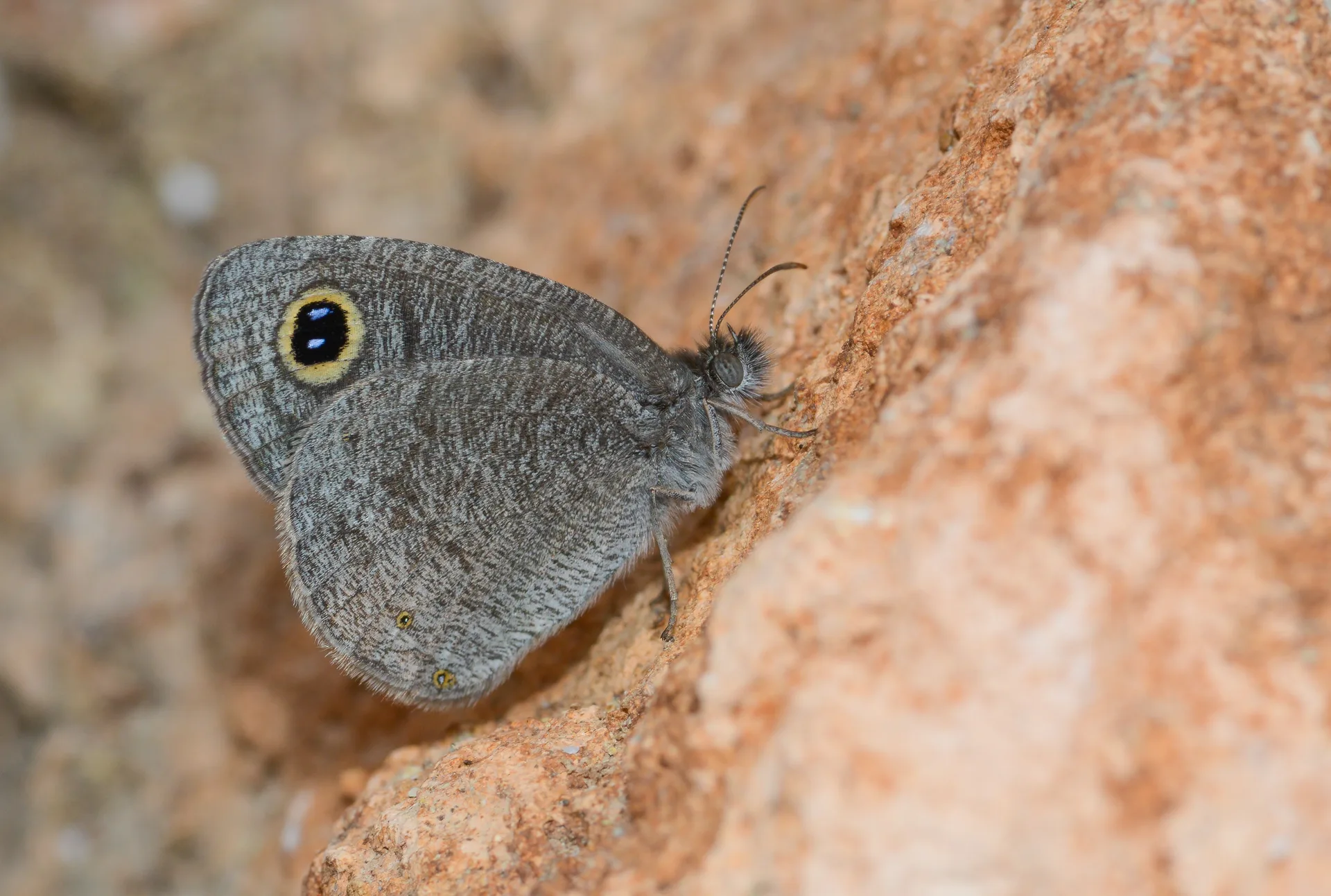 Ypthima asterope (KaragÃ¶z) butterfly photo