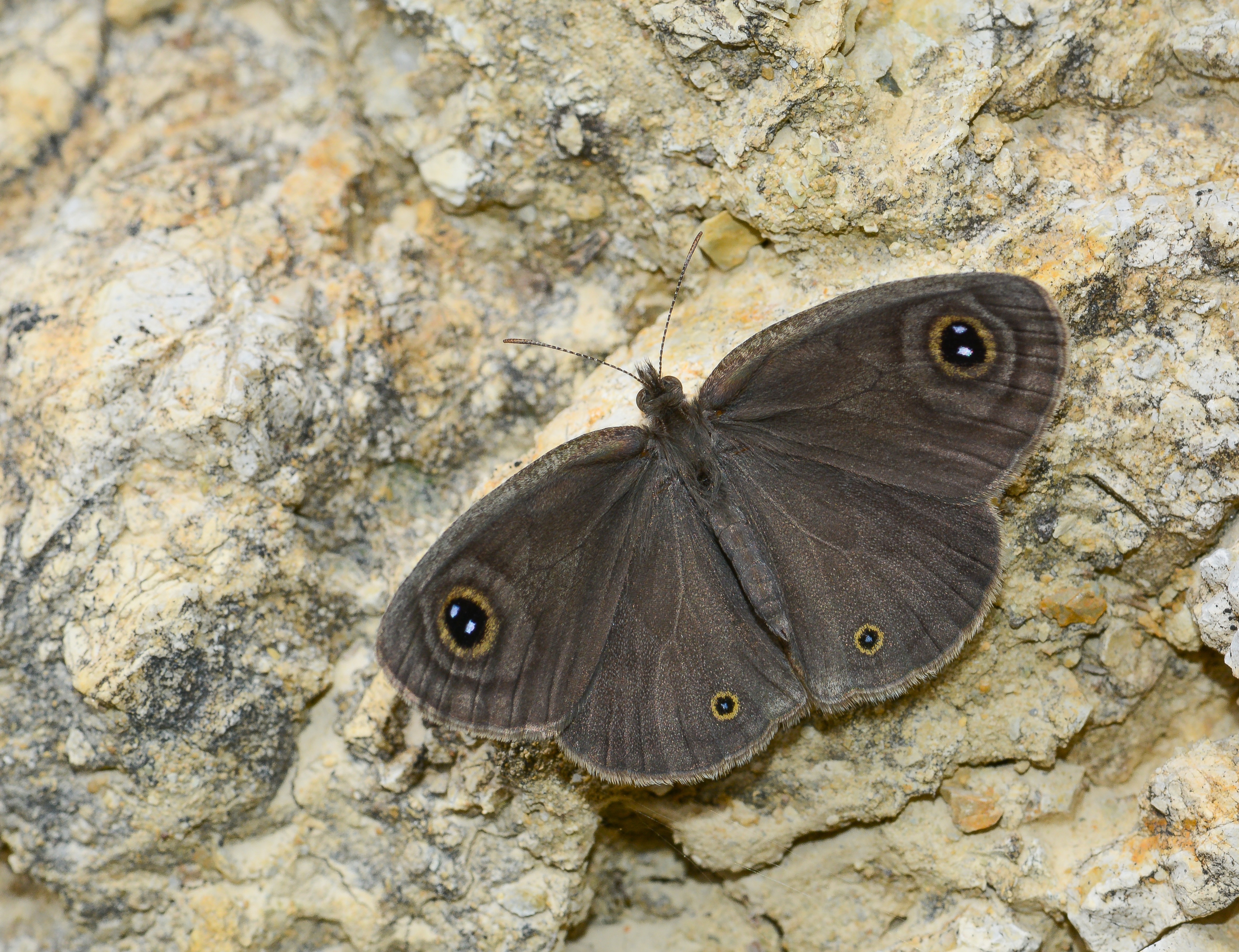 Ypthima asterope (Karagöz) butterfly photo