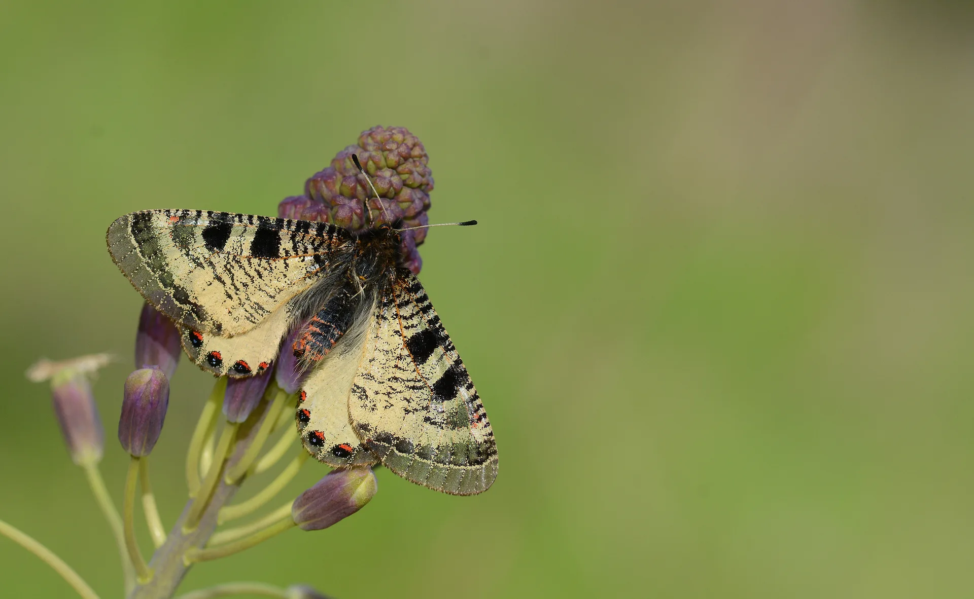 Archon apollinaris (Küçük Yalancıapollo) butterfly photo