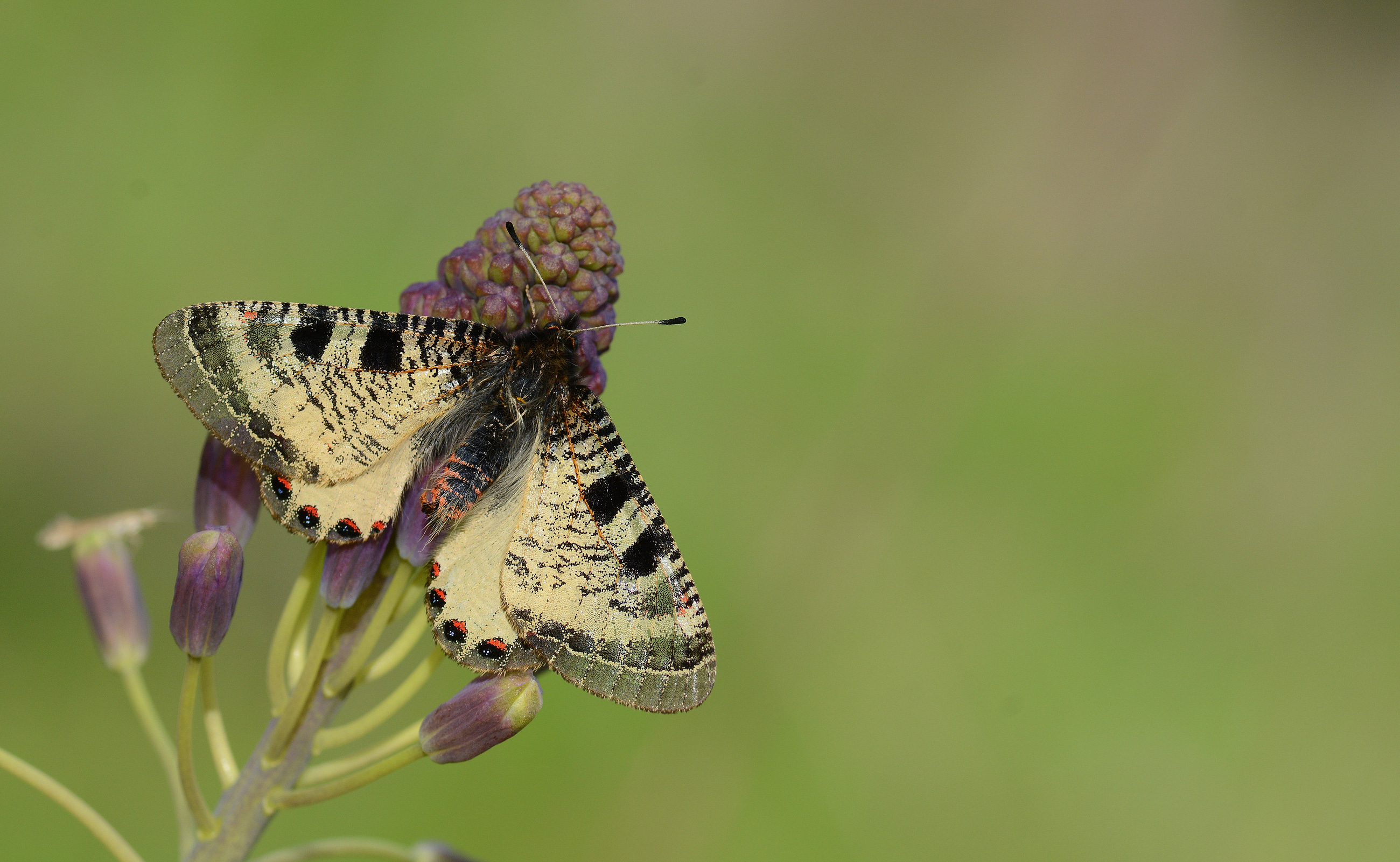 Archon apollinaris (Küçük Yalancıapollo) butterfly photo