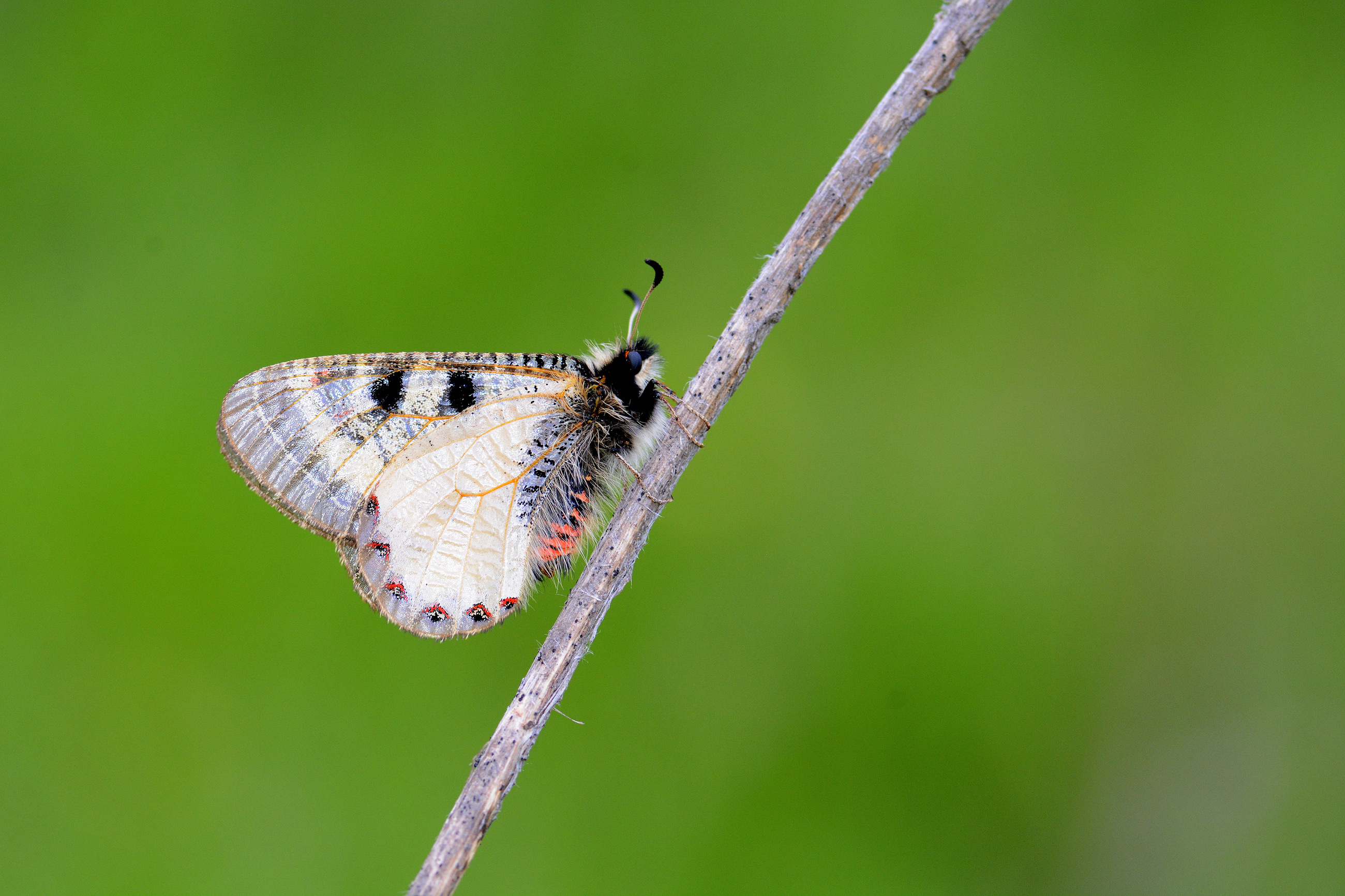 Archon apollinaris (Küçük Yalancıapollo) butterfly photo