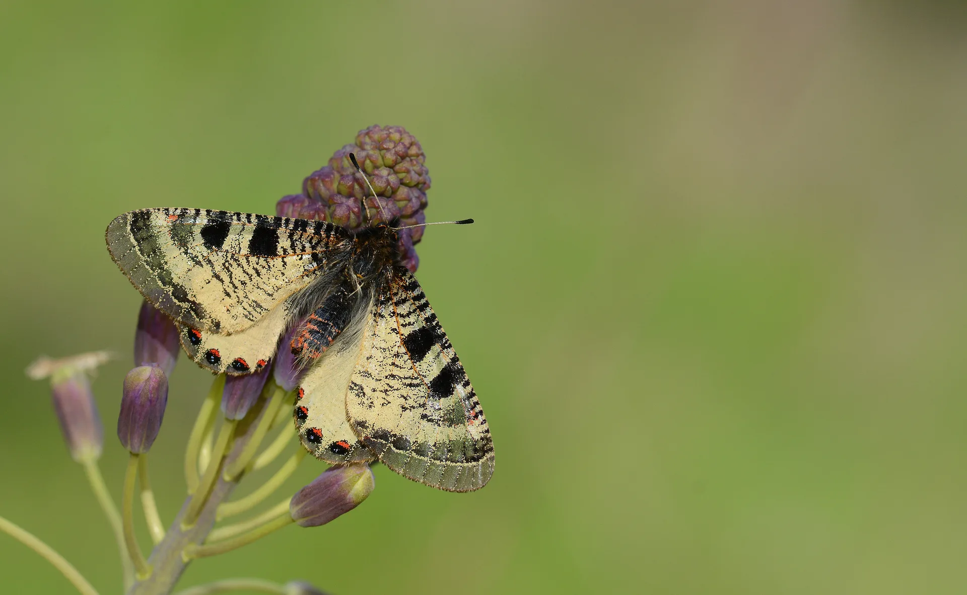 Archon apollinaris (KÃ¼Ã§Ã¼k YalancÄ±apollo) butterfly photo