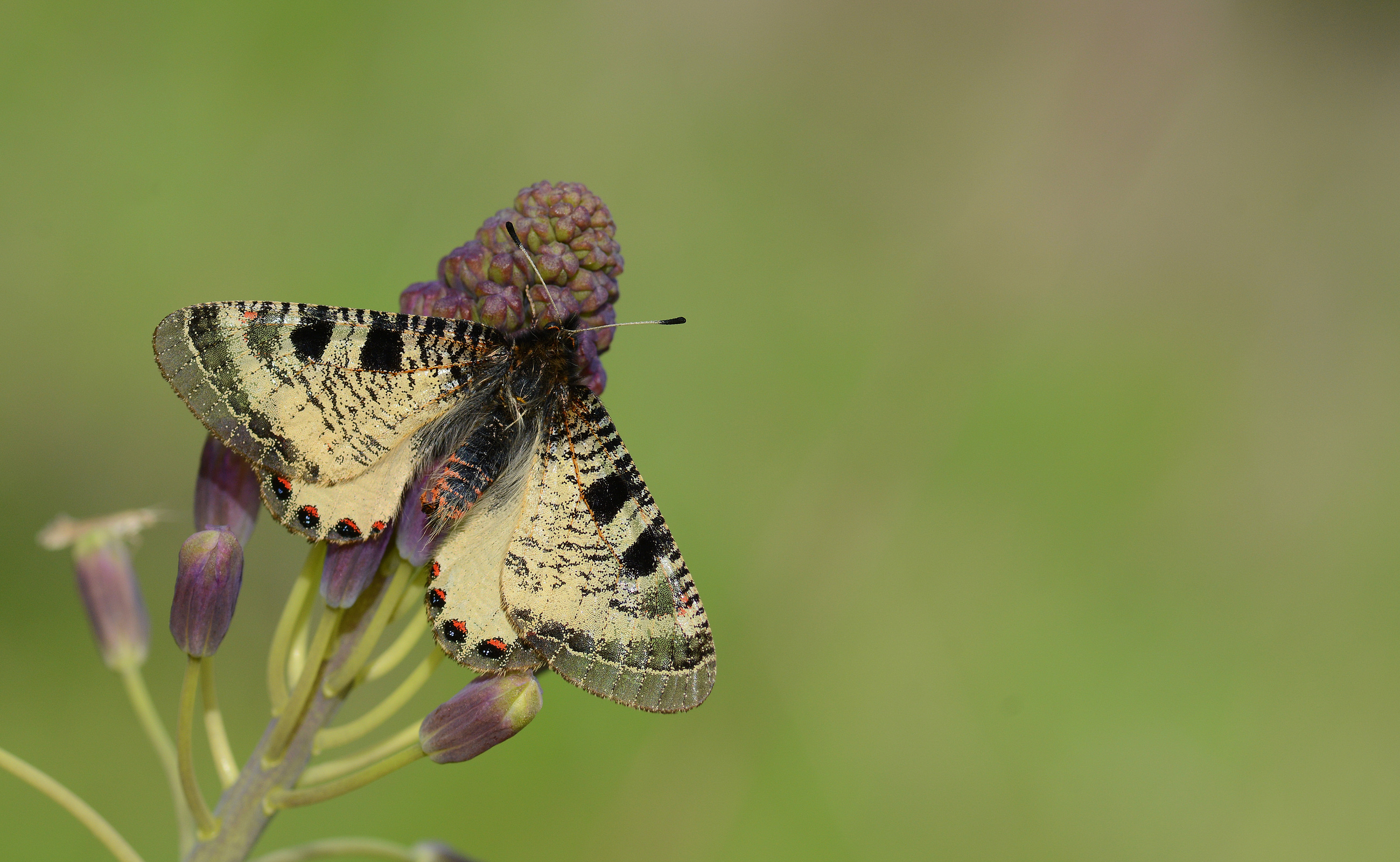 Archon apollinaris (Küçük Yalancıapollo) butterfly photo
