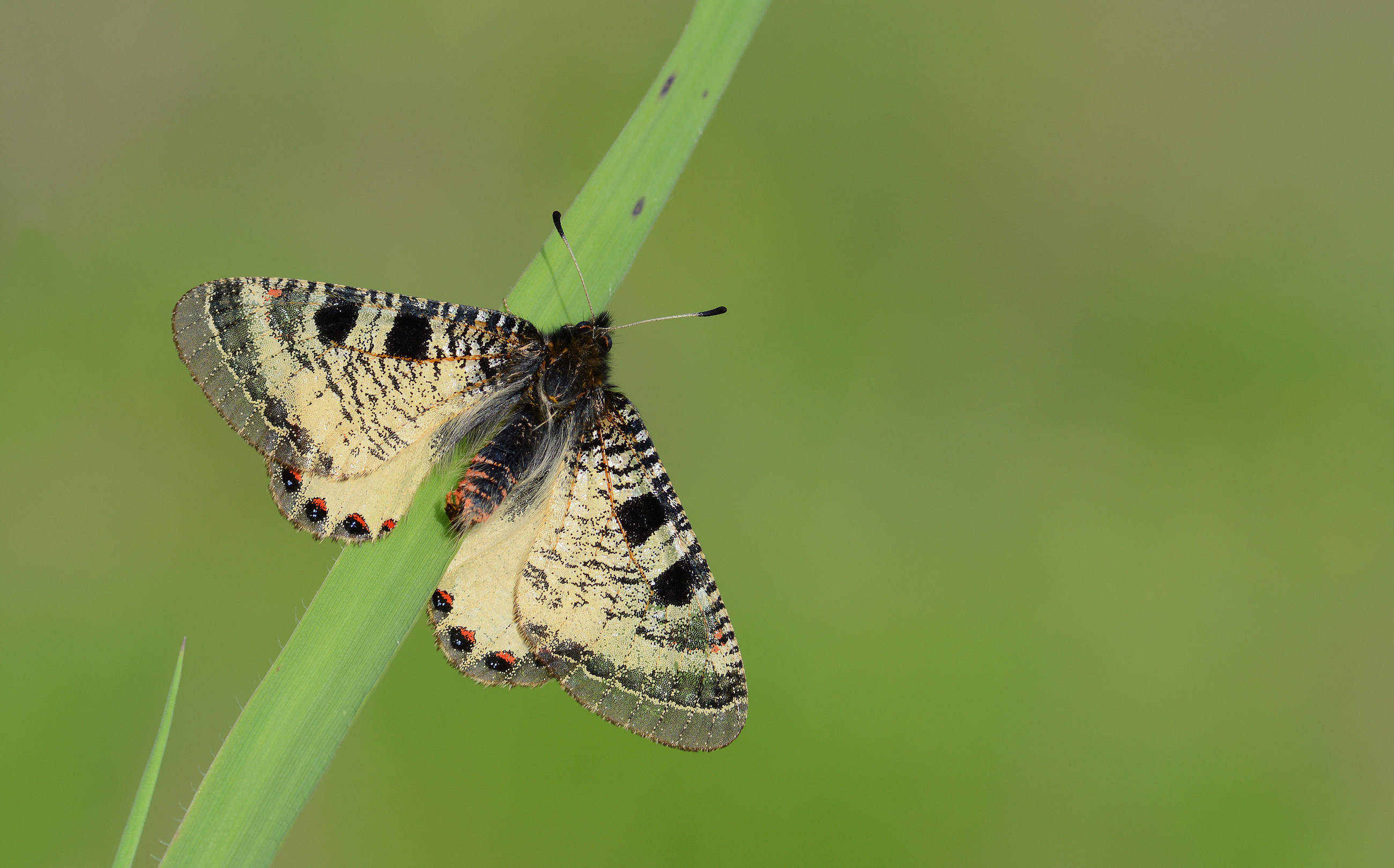 Archon apollinaris (Küçük Yalancıapollo) butterfly photo