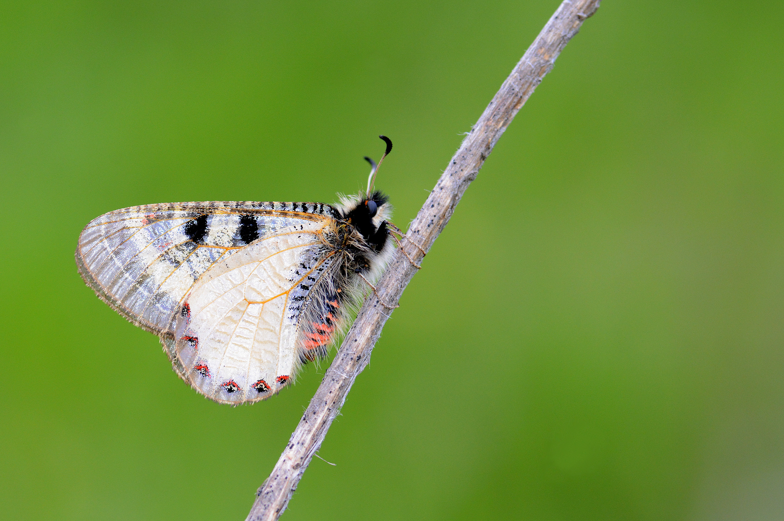 Archon apollinaris (Küçük Yalancıapollo) butterfly photo
