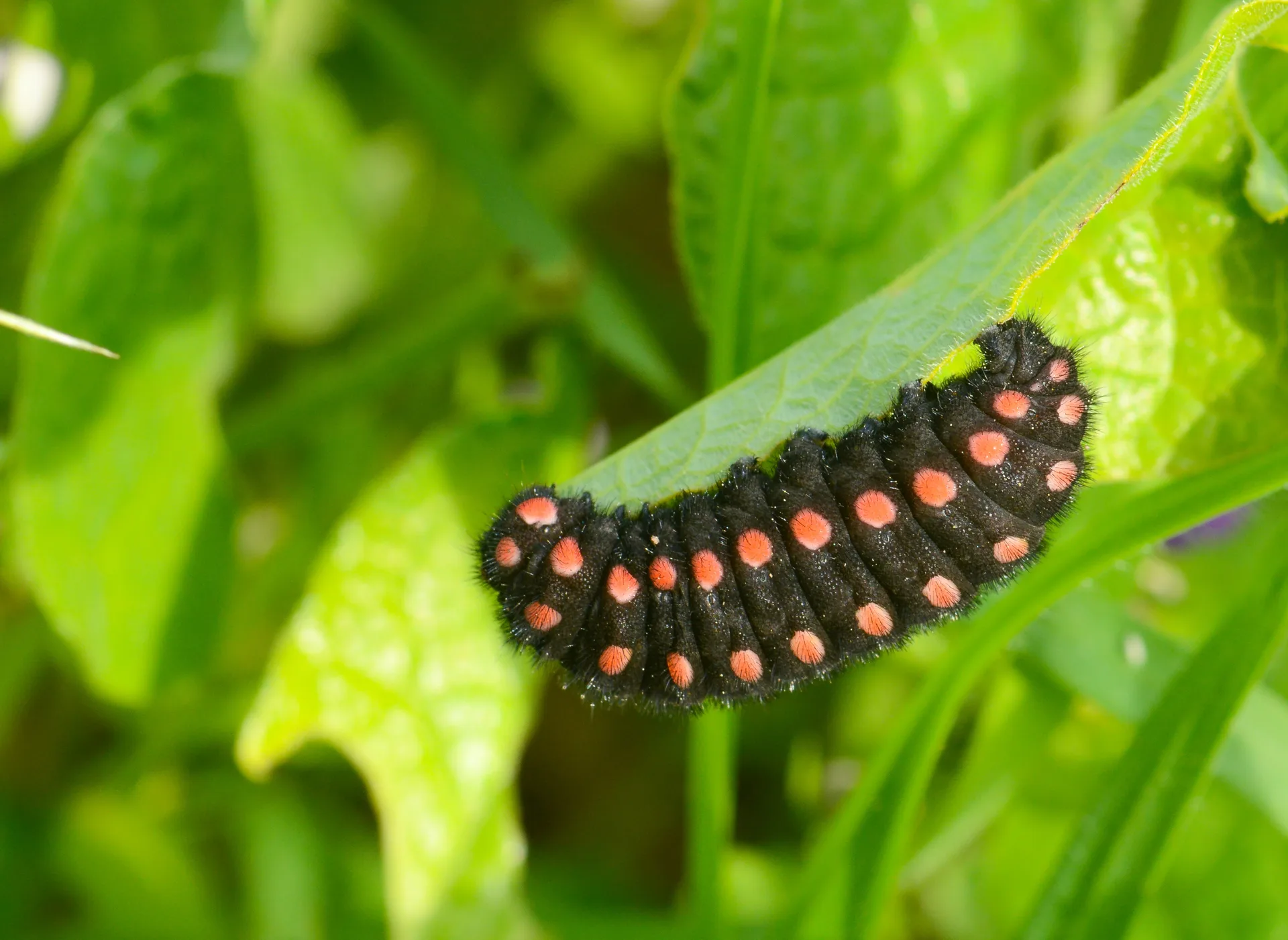 Archon apollinus (Yalancıapollo) butterfly photo