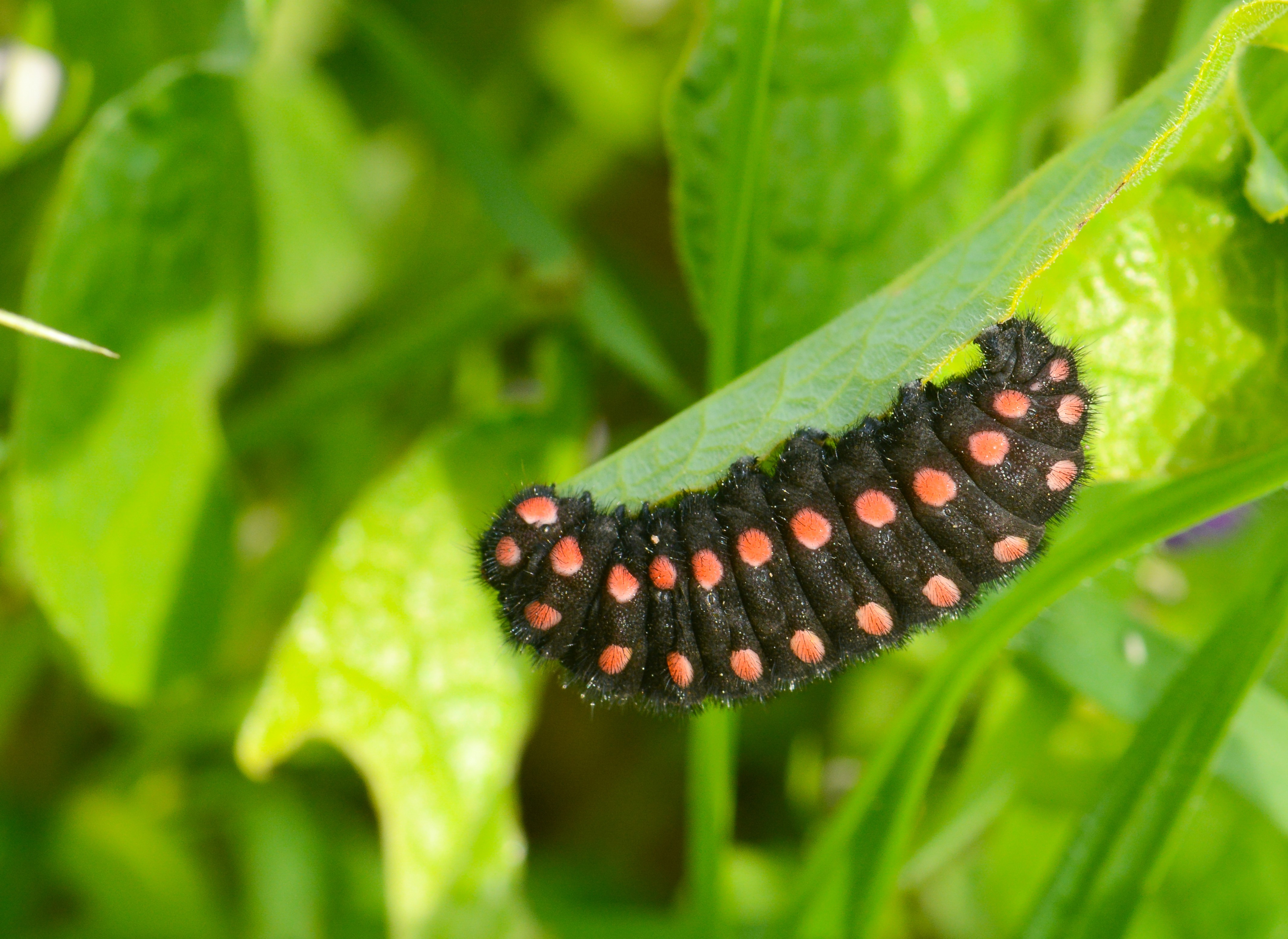 Archon apollinus (Yalancıapollo) butterfly photo