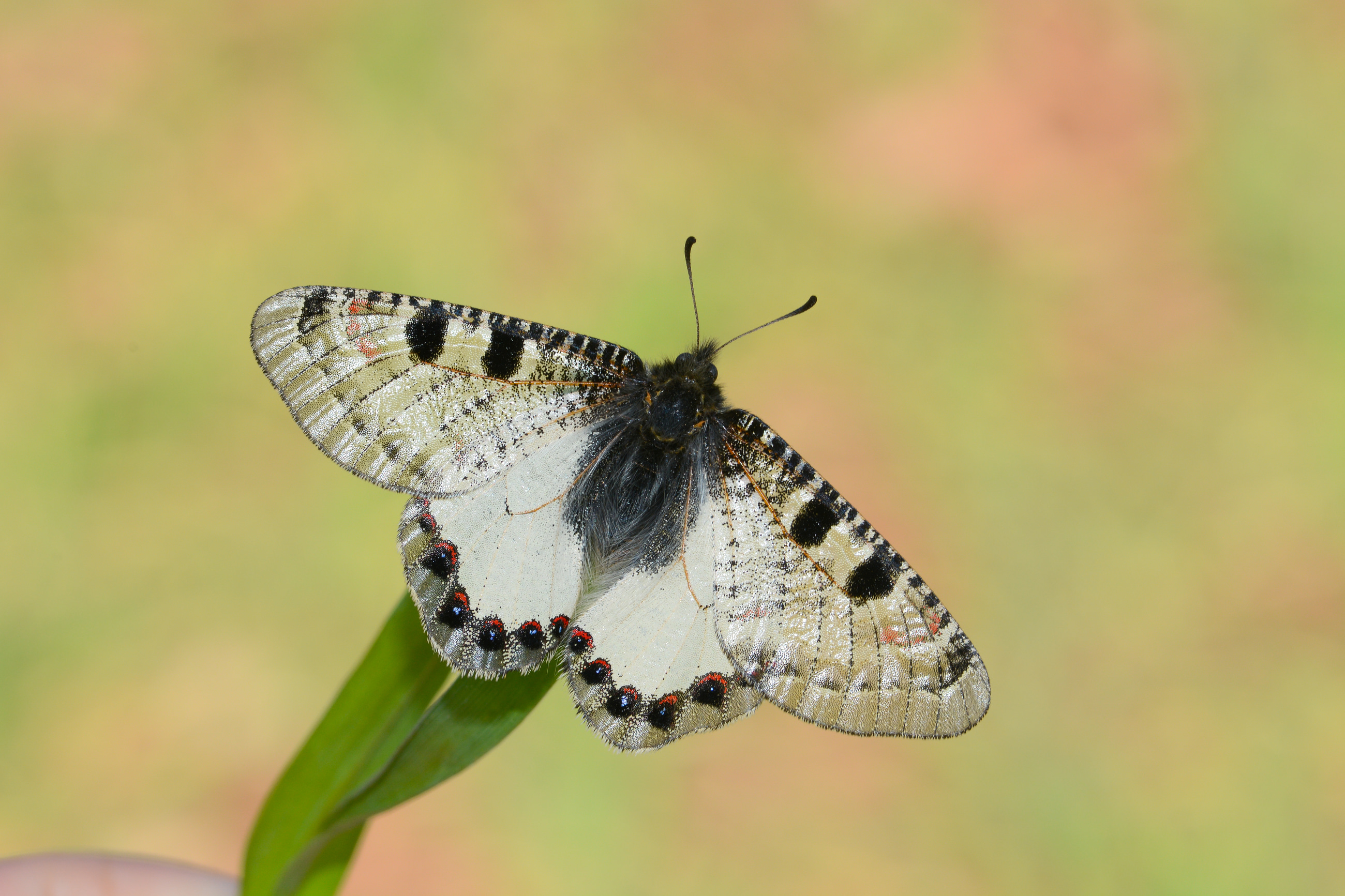Archon apollinus (Yalancıapollo) butterfly photo