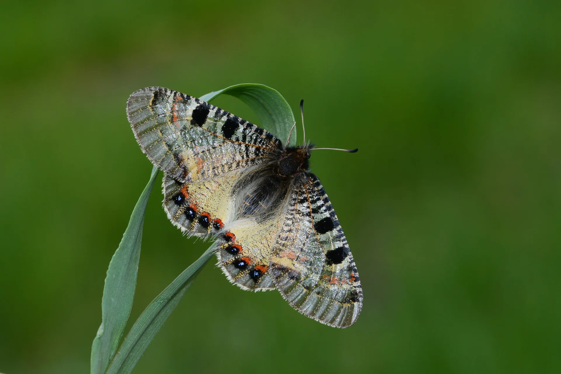 Archon apollinus (YalancÄ±apollo) butterfly photo