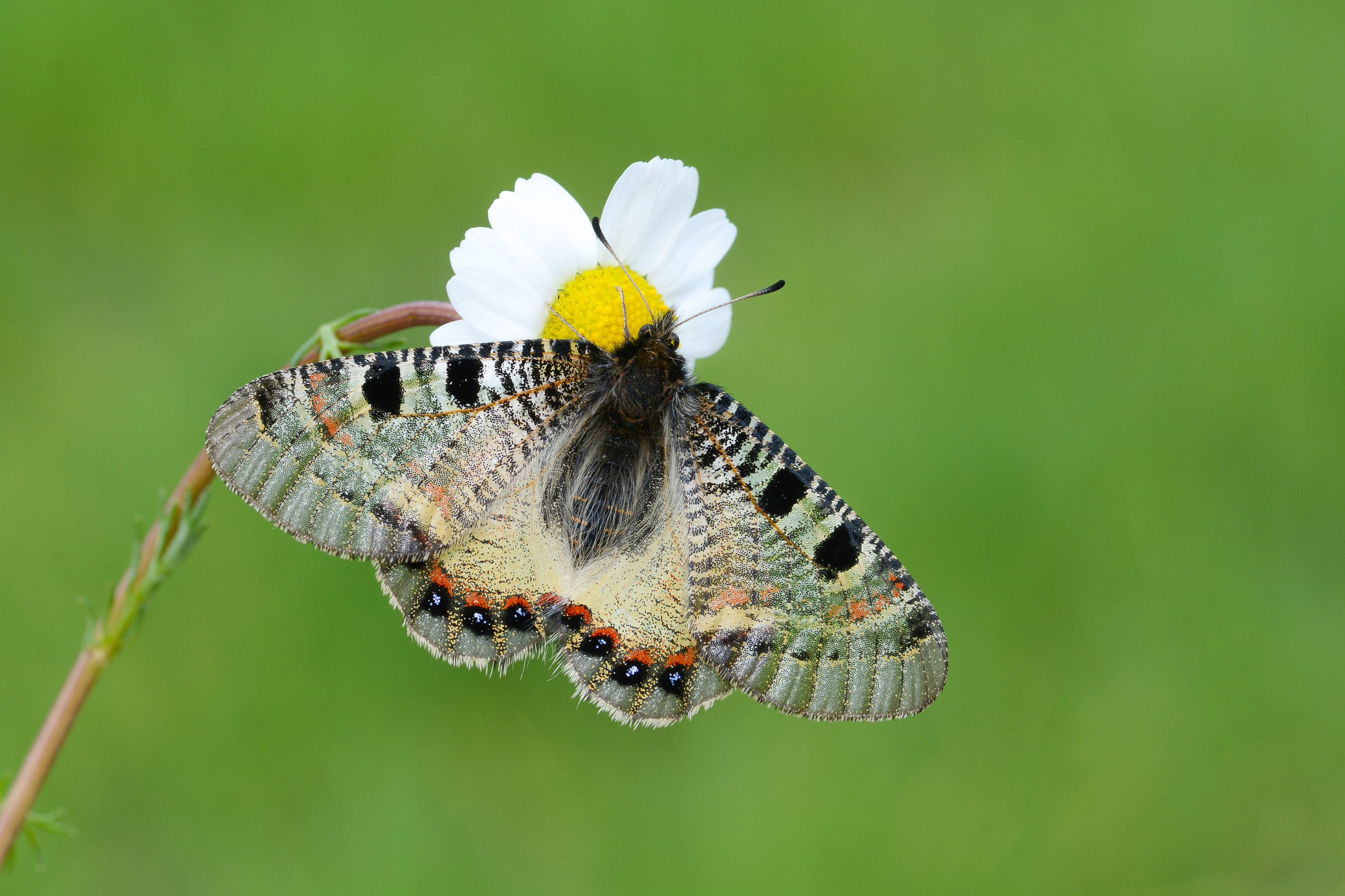 Archon apollinus (Yalancıapollo) butterfly photo