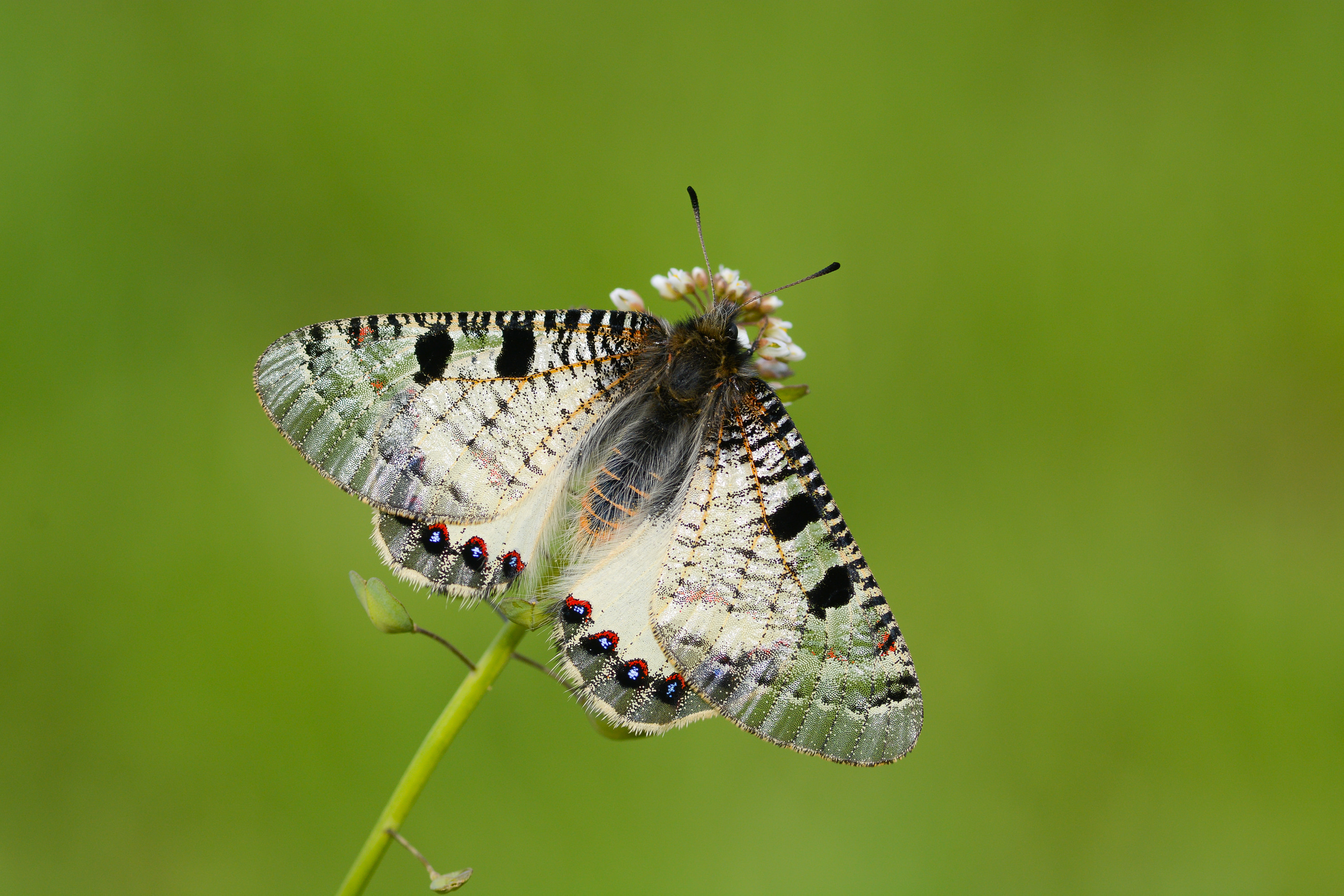 Archon apollinus (Yalancıapollo) butterfly photo