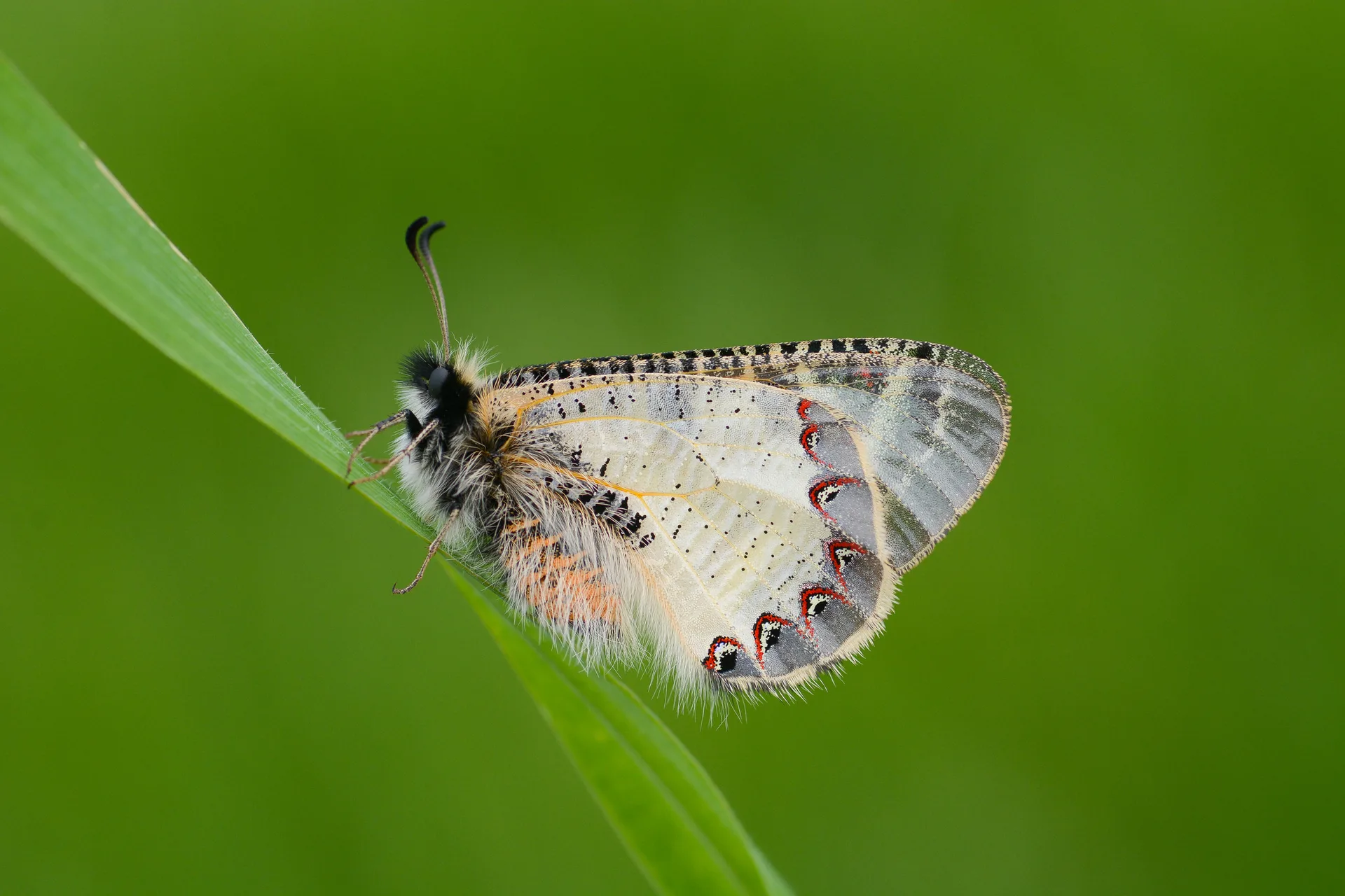 Archon apollinus (YalancÄ±apollo) butterfly photo