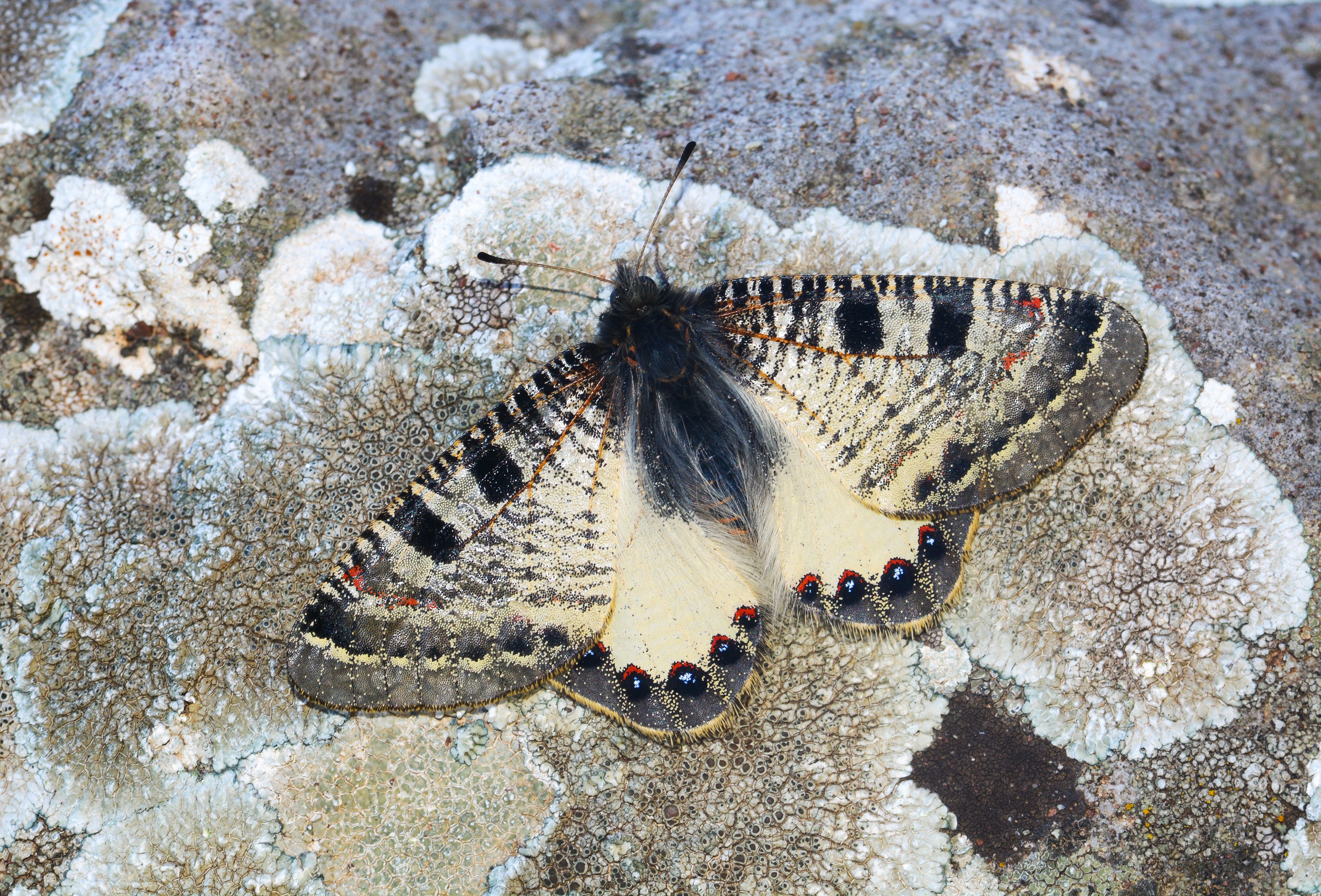 Archon apollinus (Yalancıapollo) butterfly photo