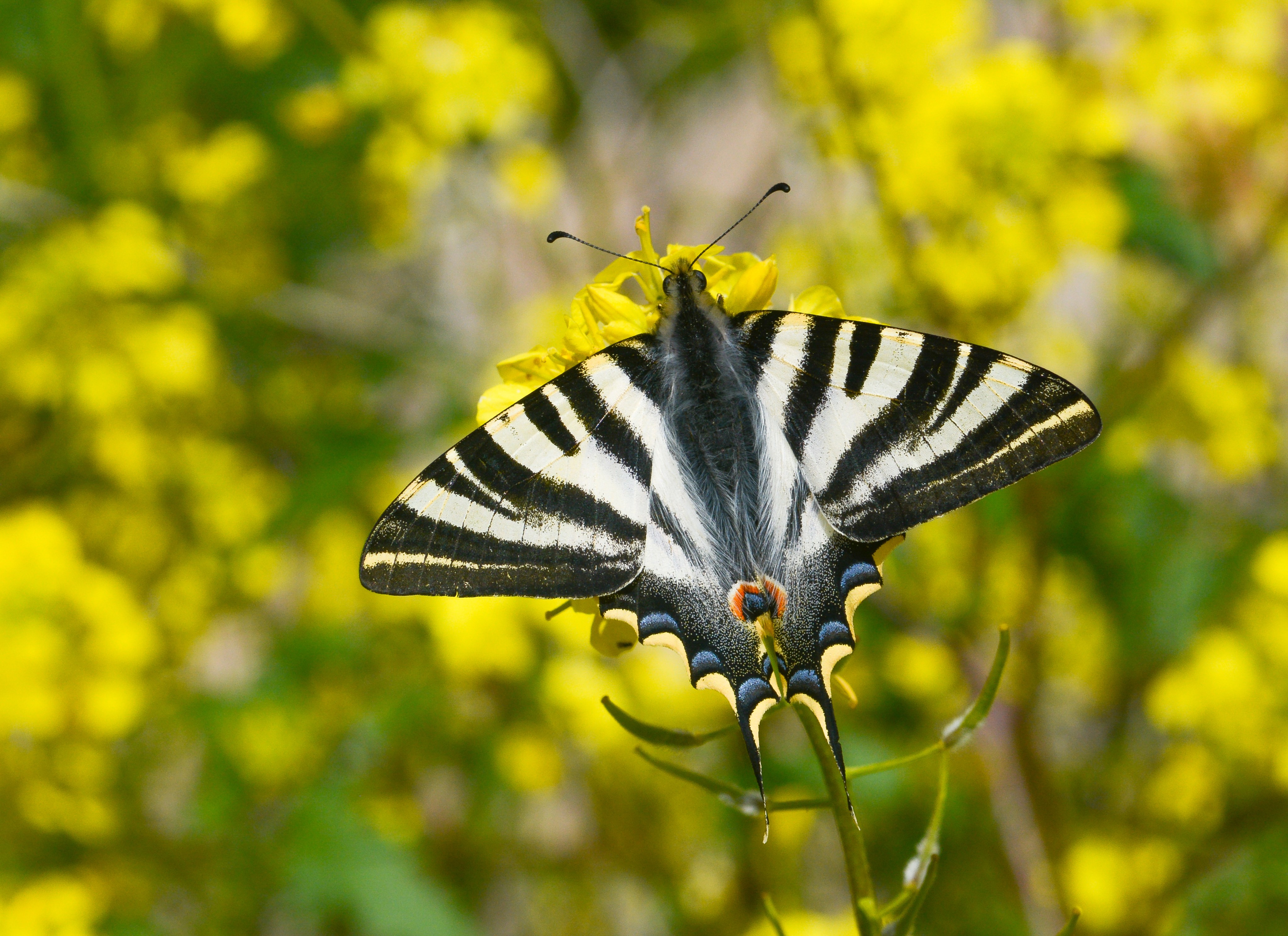 Iphiclides feisthamelii butterfly photo