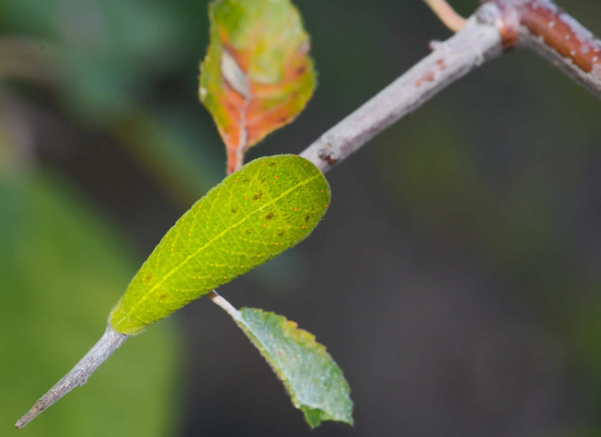 Iphiclides podalirius (Erik KÄ±rlangÄ±Ã§kuyruÄŸu) butterfly photo
