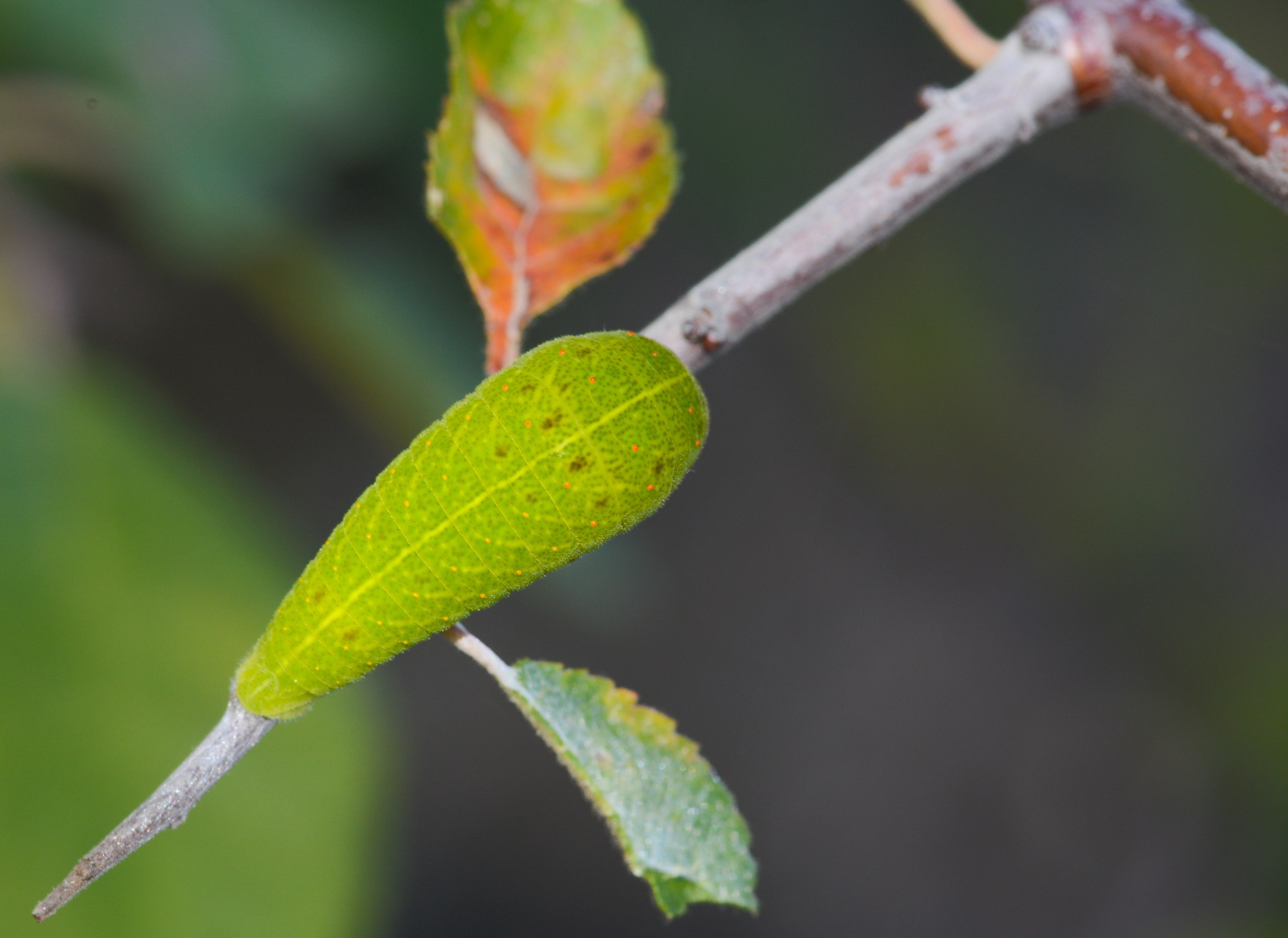 Iphiclides podalirius (Erik Kırlangıçkuyruğu) butterfly photo