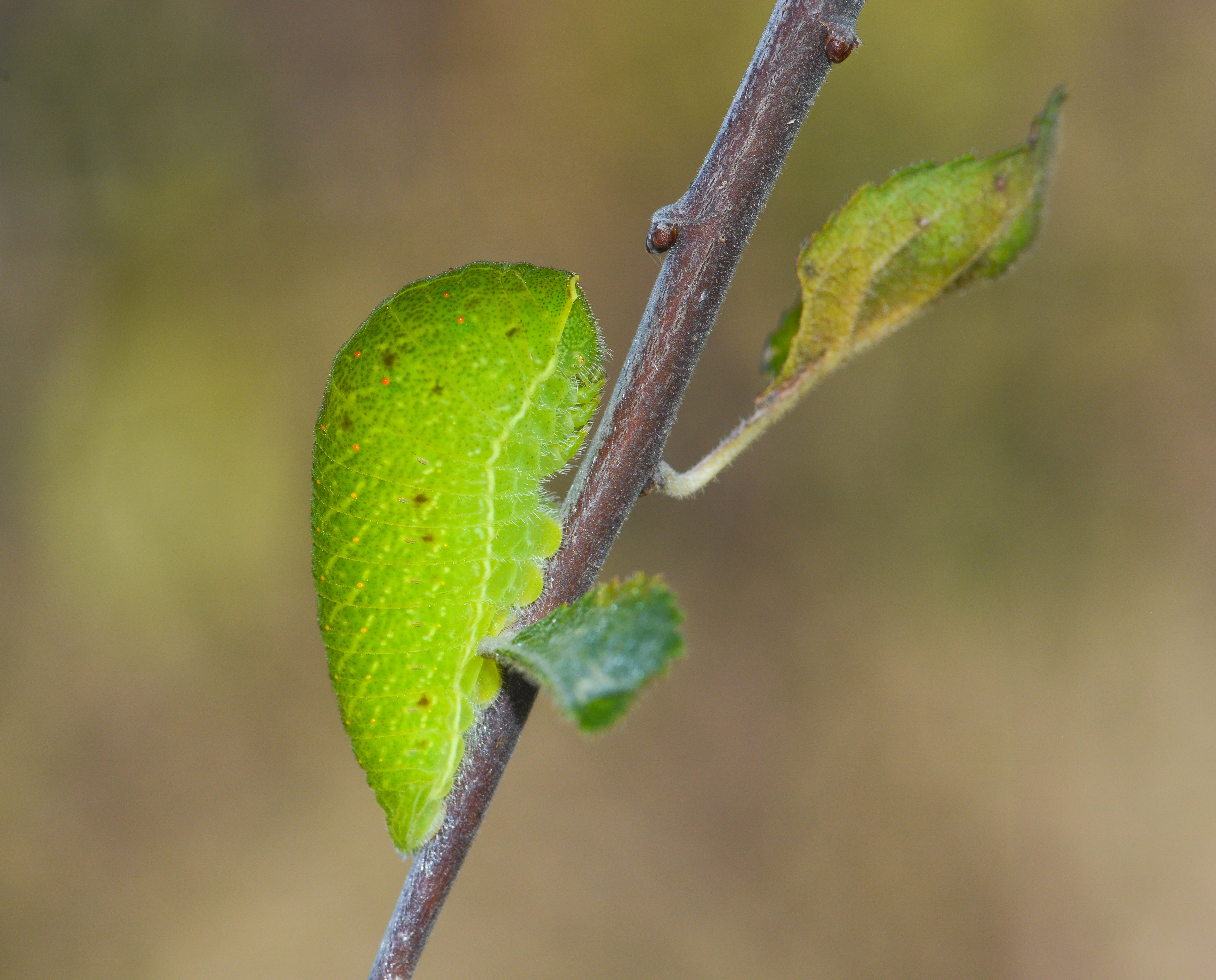 Iphiclides podalirius (Erik Kırlangıçkuyruğu) butterfly photo