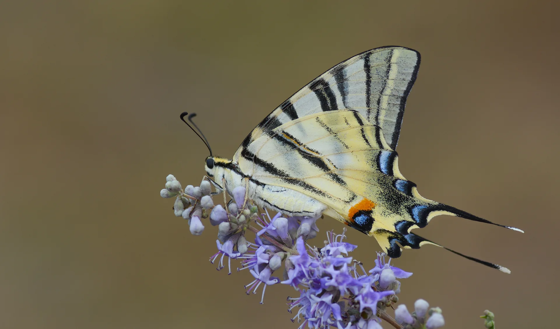 Iphiclides podalirius (Erik KÄ±rlangÄ±Ã§kuyruÄŸu) butterfly photo