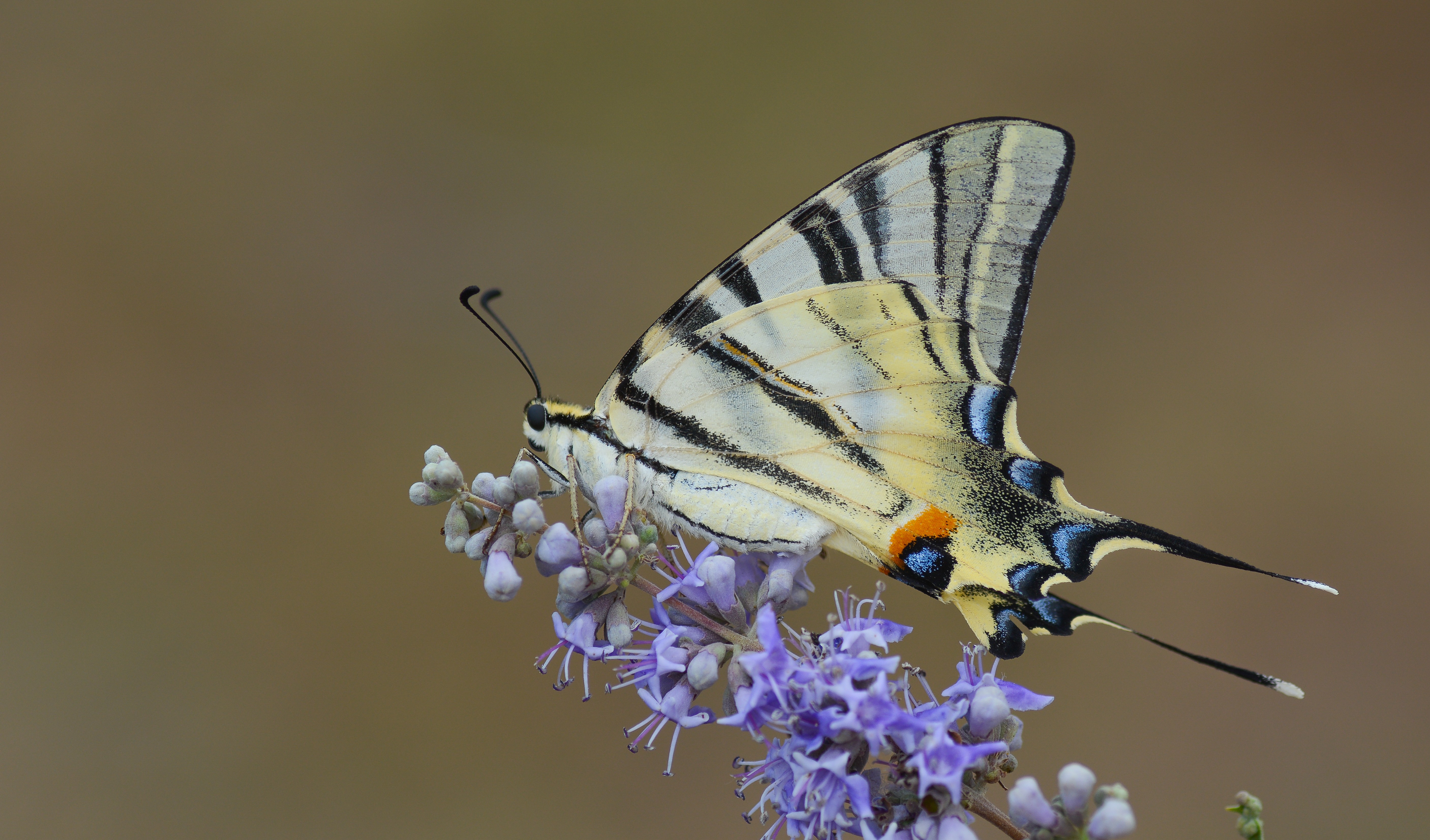 Iphiclides podalirius (Erik Kırlangıçkuyruğu) butterfly photo