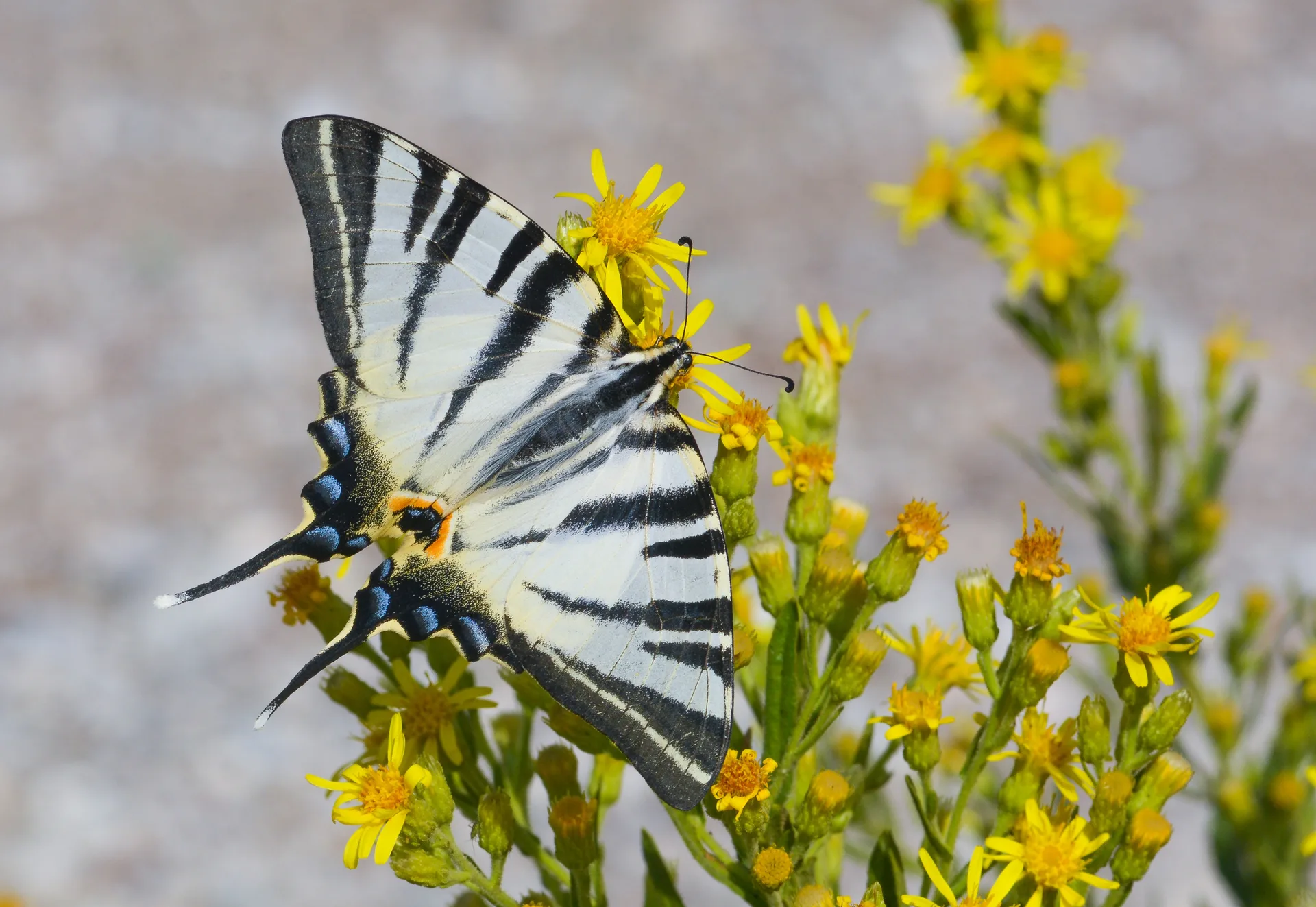 Iphiclides podalirius (Erik KÄ±rlangÄ±Ã§kuyruÄŸu) butterfly photo