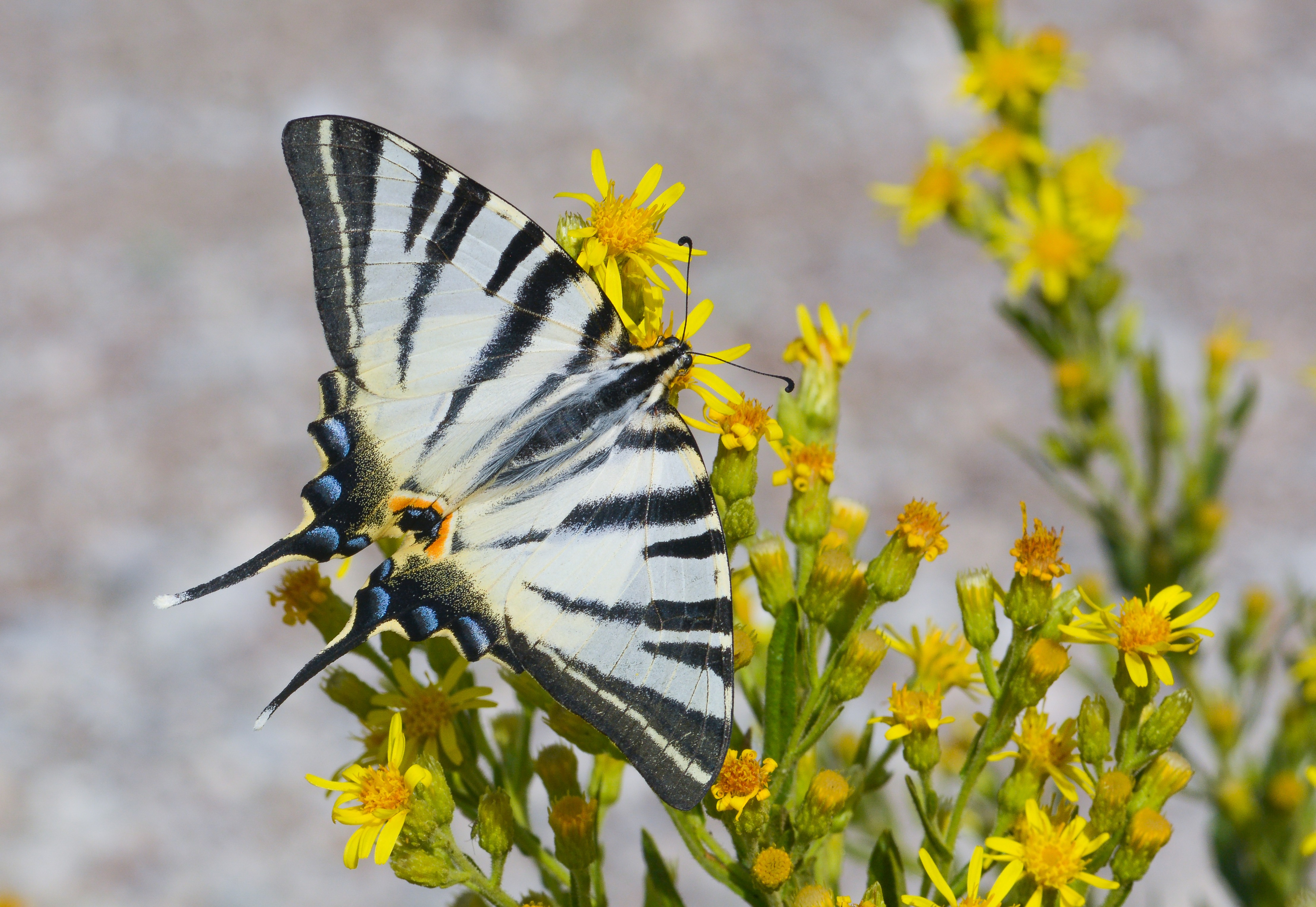 Iphiclides podalirius (Erik KÄ±rlangÄ±Ã§kuyruÄŸu) butterfly photo