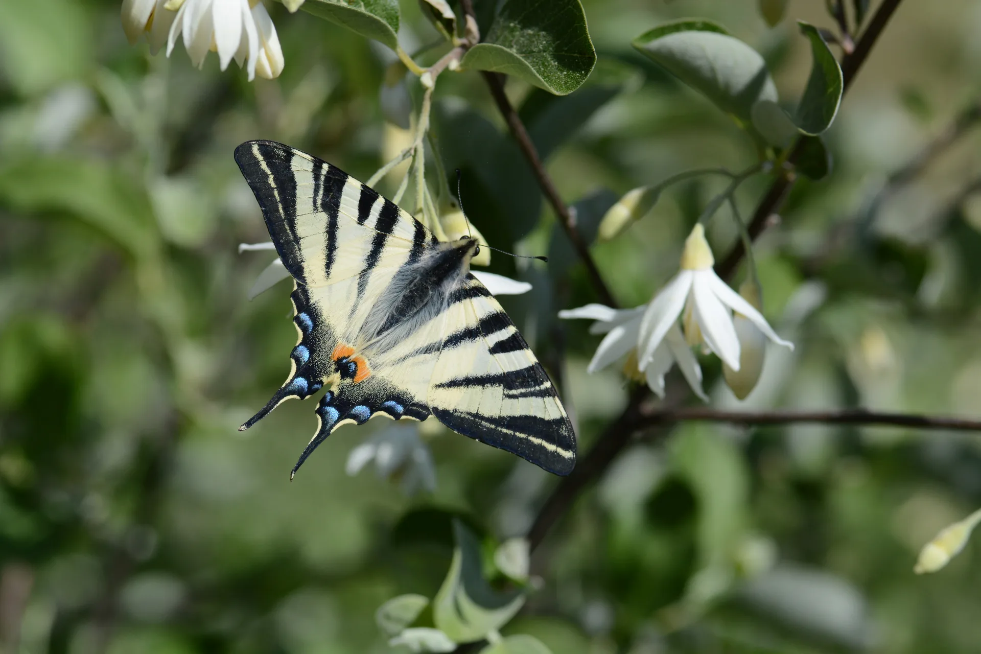 Iphiclides podalirius (Erik KÄ±rlangÄ±Ã§kuyruÄŸu) butterfly photo