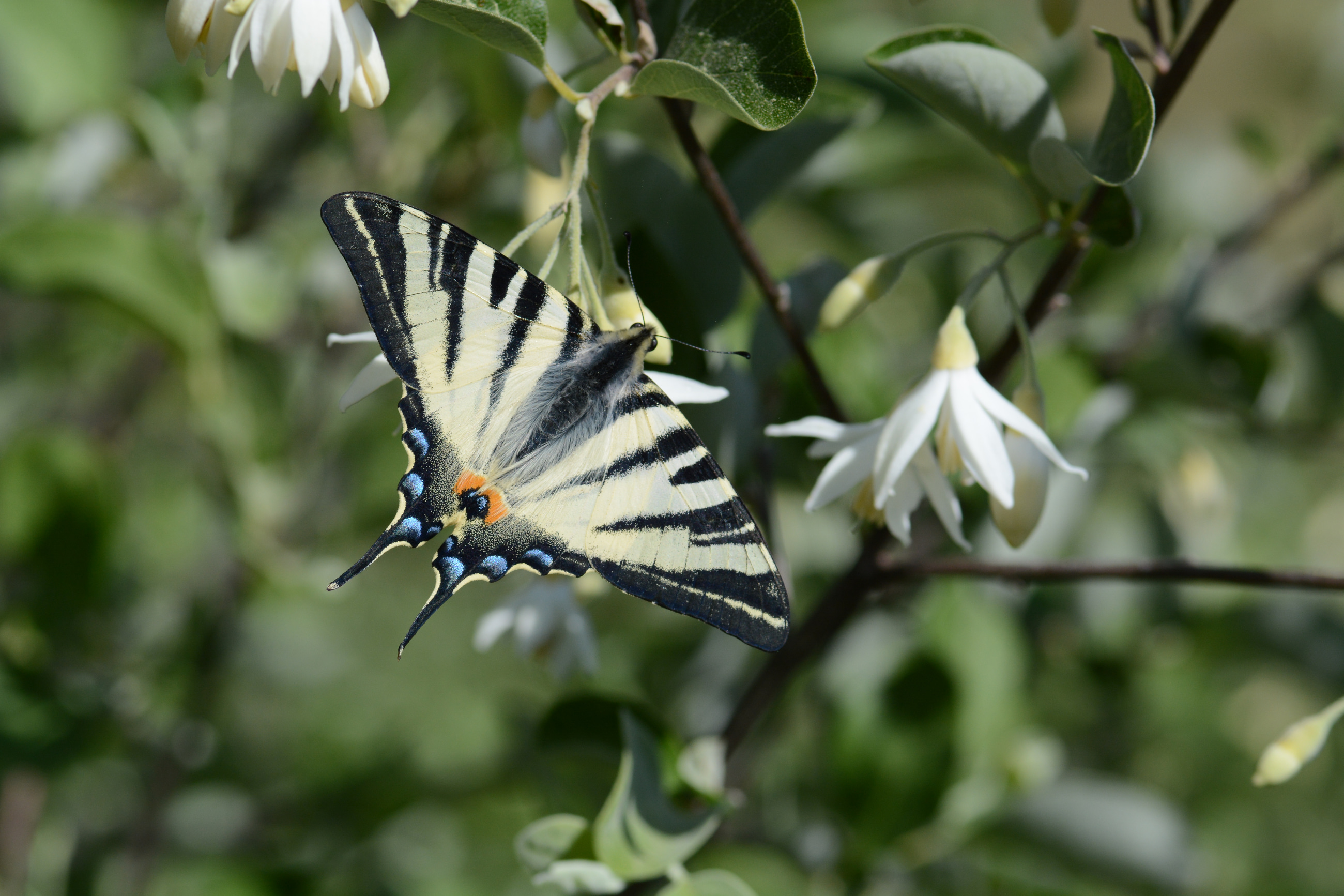 Iphiclides podalirius (Erik Kırlangıçkuyruğu) butterfly photo