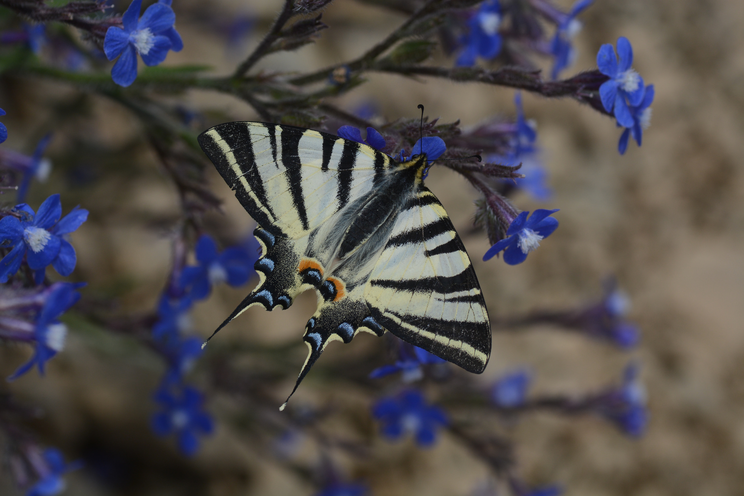 Iphiclides podalirius (Erik Kırlangıçkuyruğu) butterfly photo