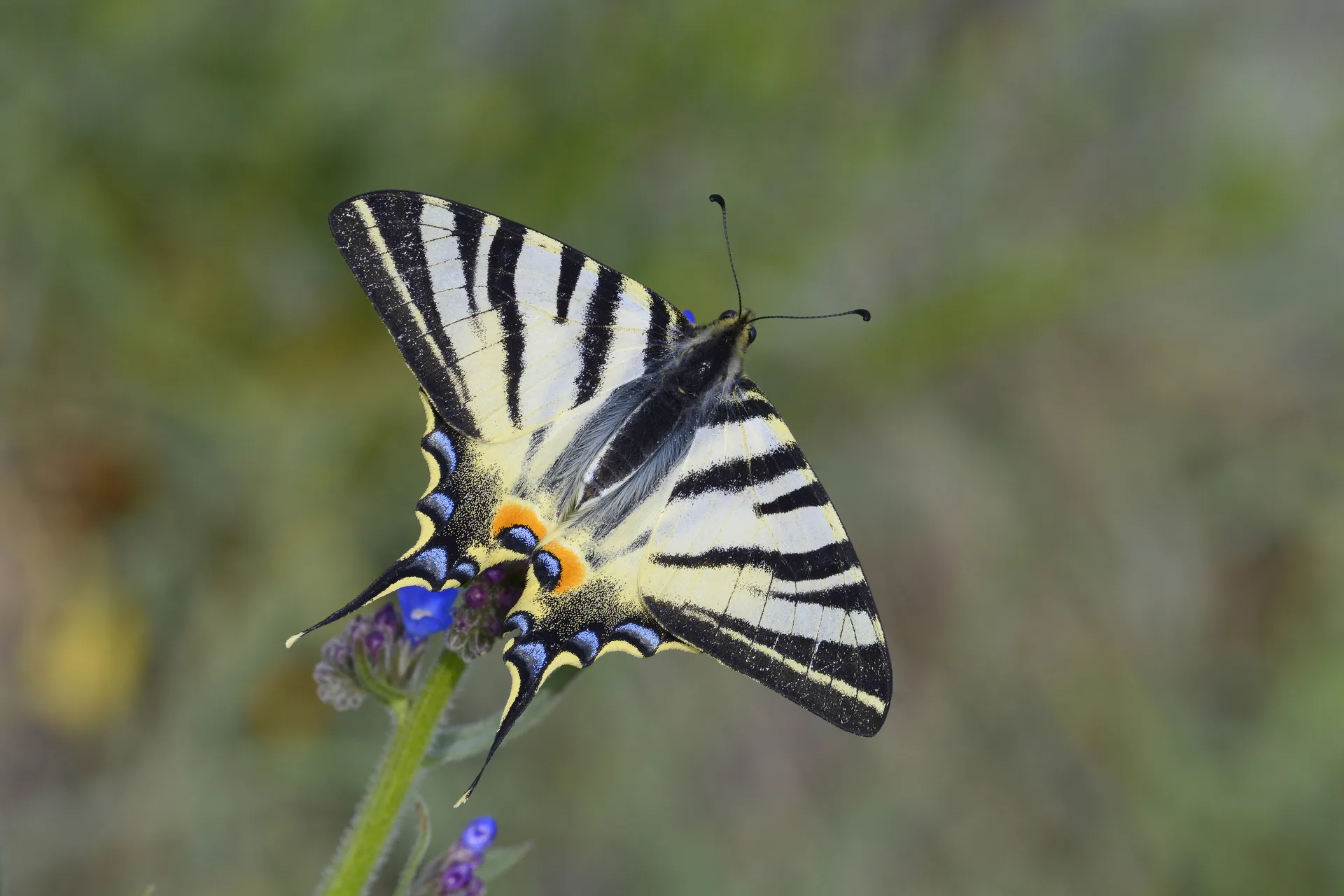 Iphiclides podalirius (Erik KÄ±rlangÄ±Ã§kuyruÄŸu) butterfly photo