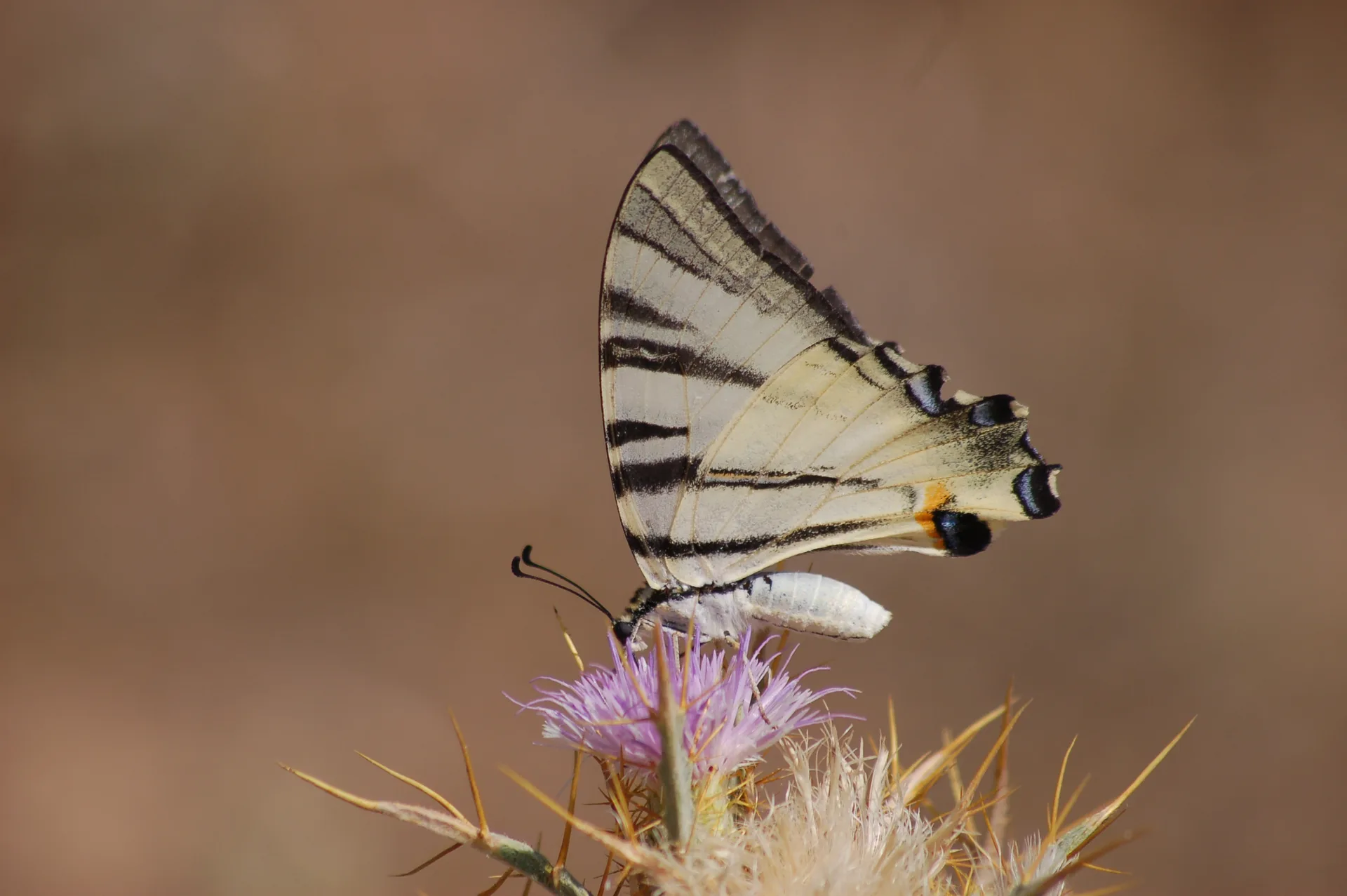 Iphiclides podalirius (Erik KÄ±rlangÄ±Ã§kuyruÄŸu) butterfly photo