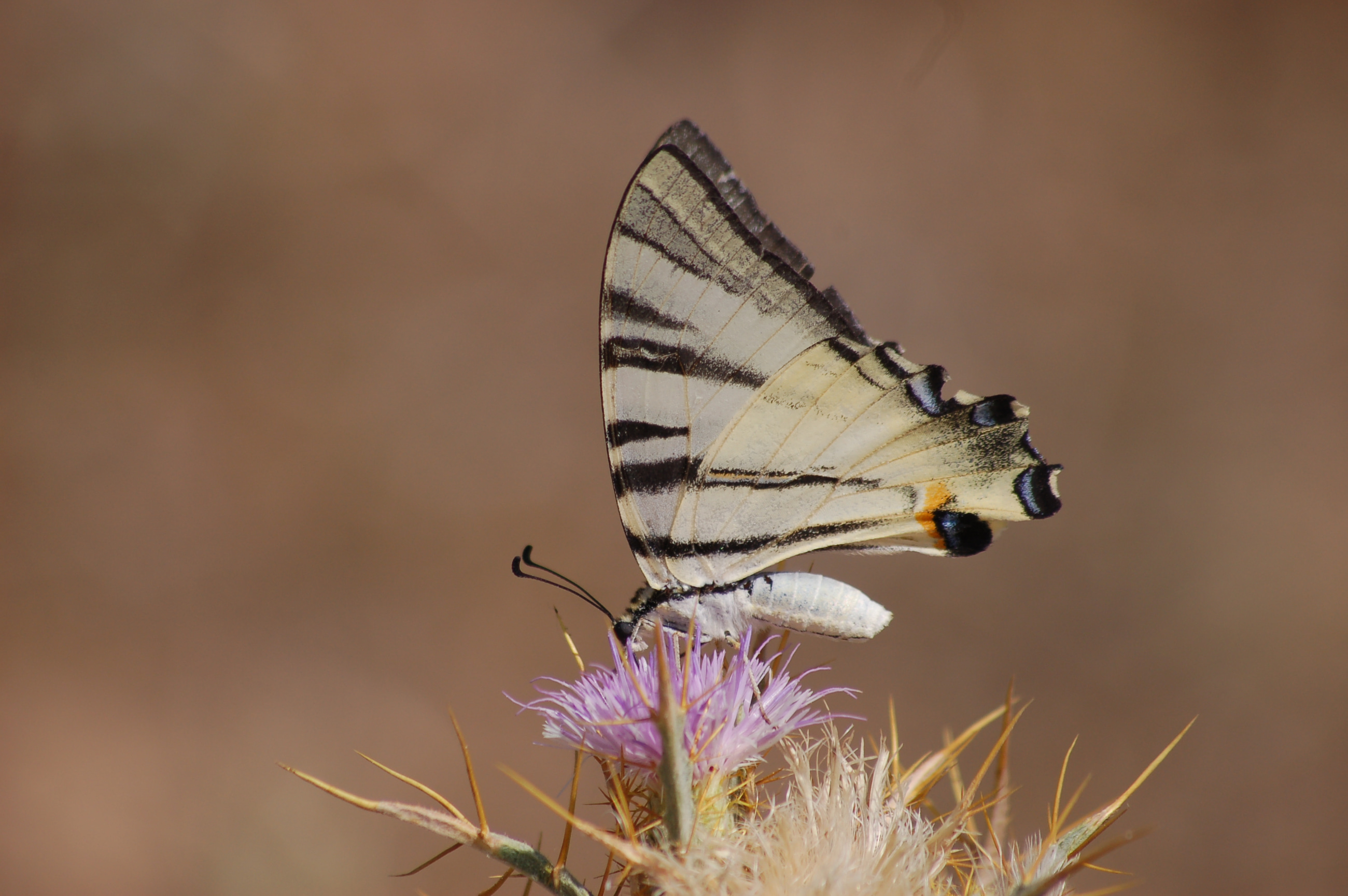 Iphiclides podalirius (Erik Kırlangıçkuyruğu) butterfly photo