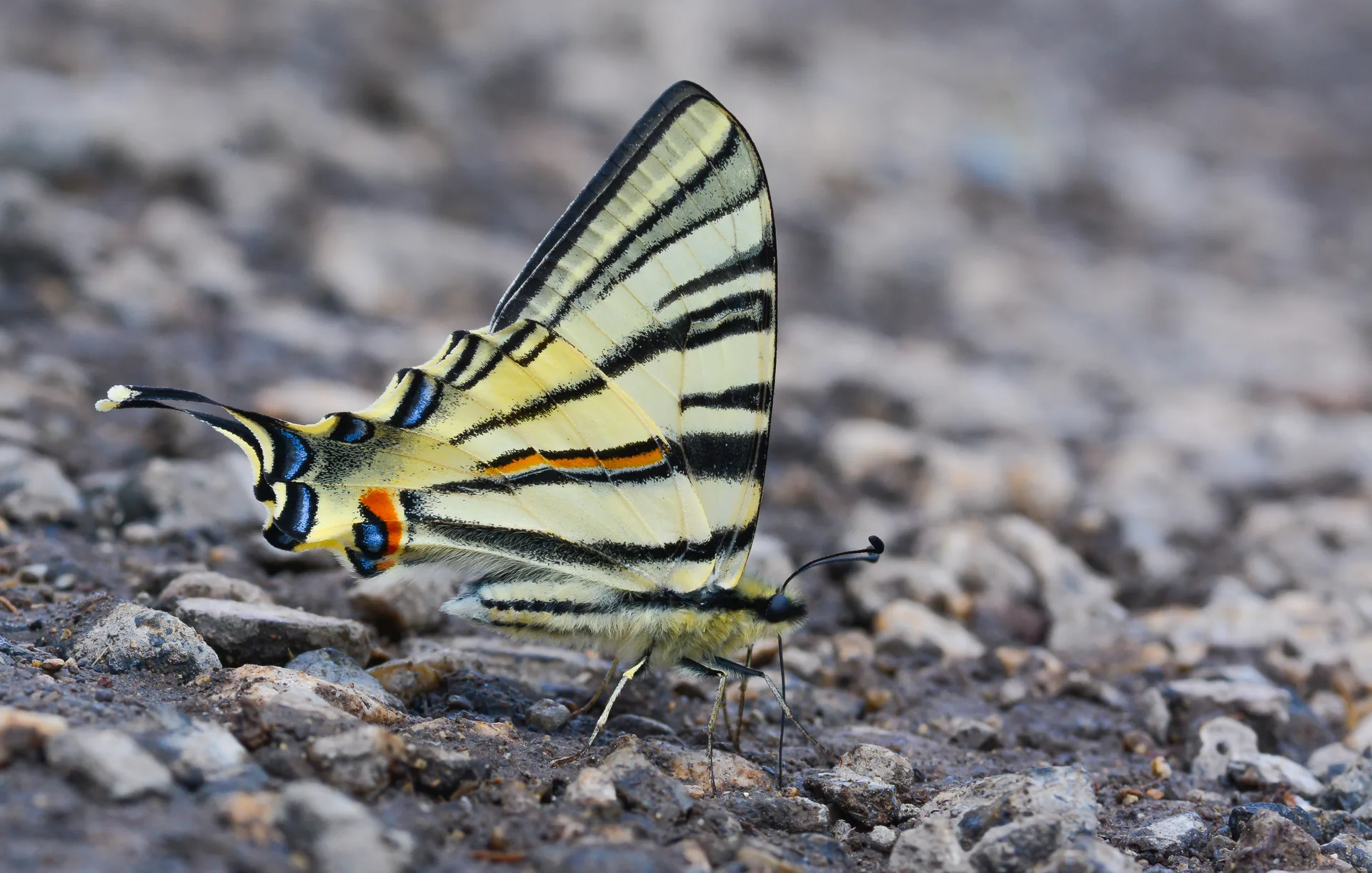 Iphiclides podalirius (Erik KÄ±rlangÄ±Ã§kuyruÄŸu) butterfly photo