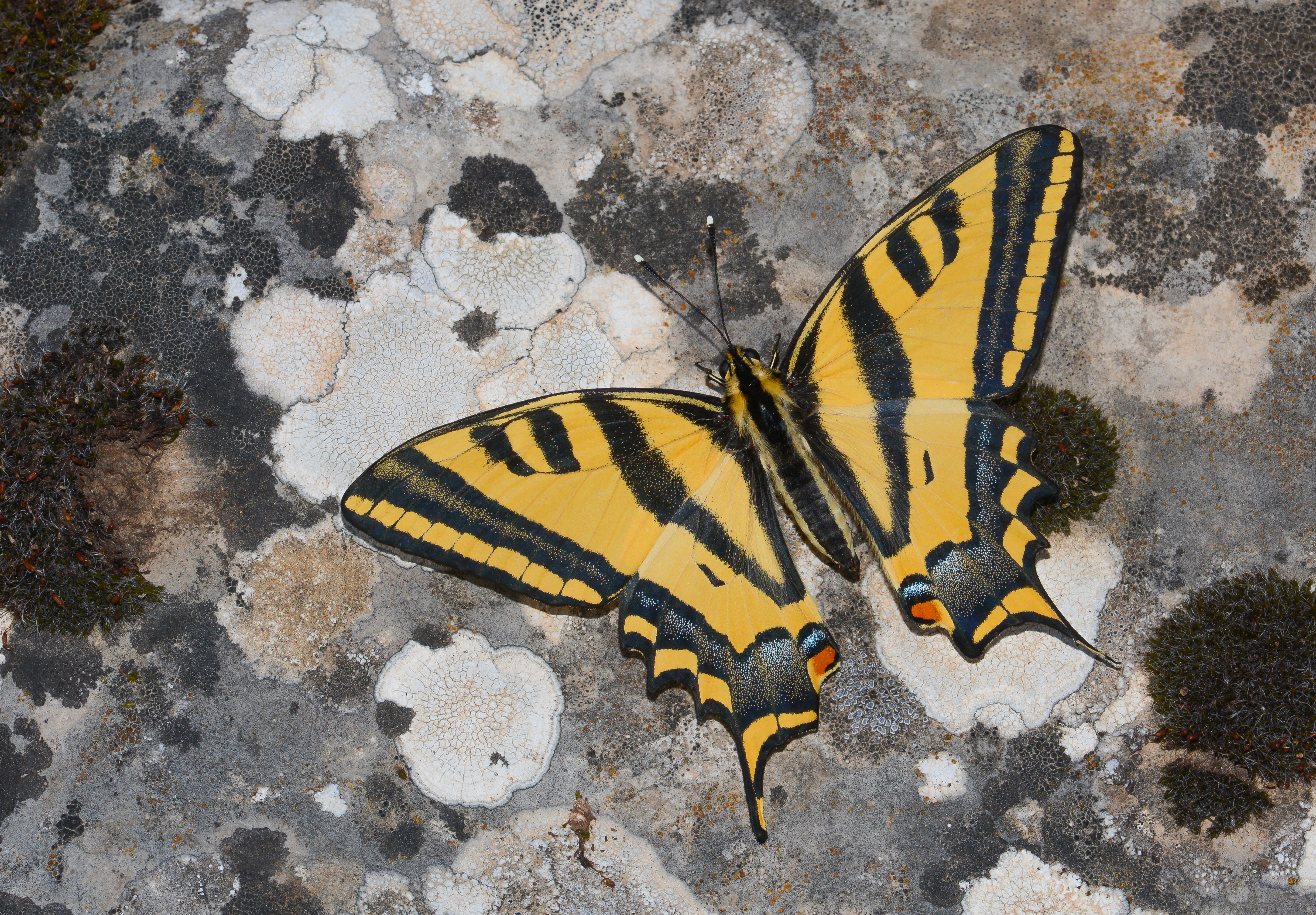 Papilio alexanor (Kaplan Kırlangıçkuyruk) butterfly photo