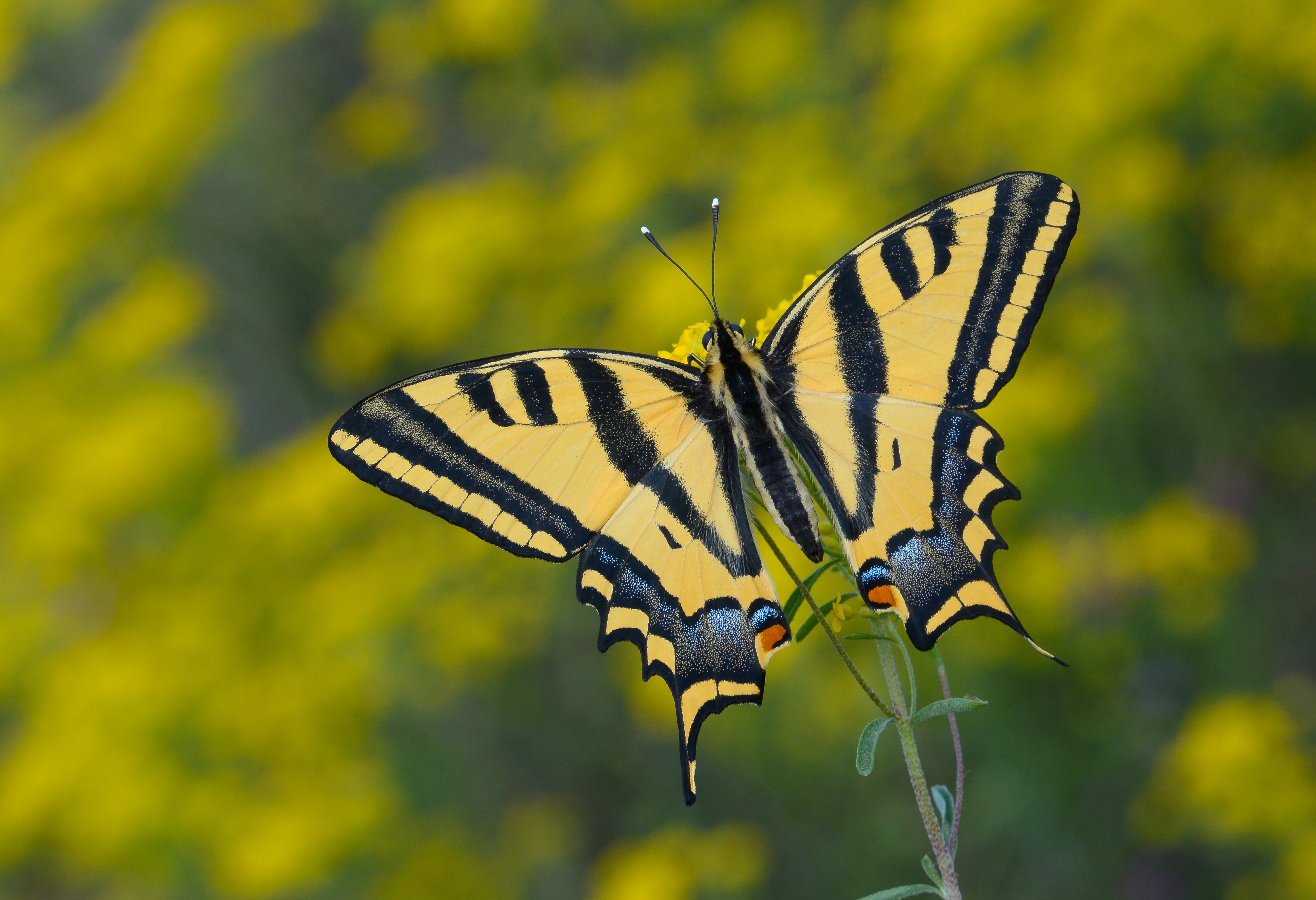 Papilio alexanor (Kaplan Kırlangıçkuyruk) butterfly photo