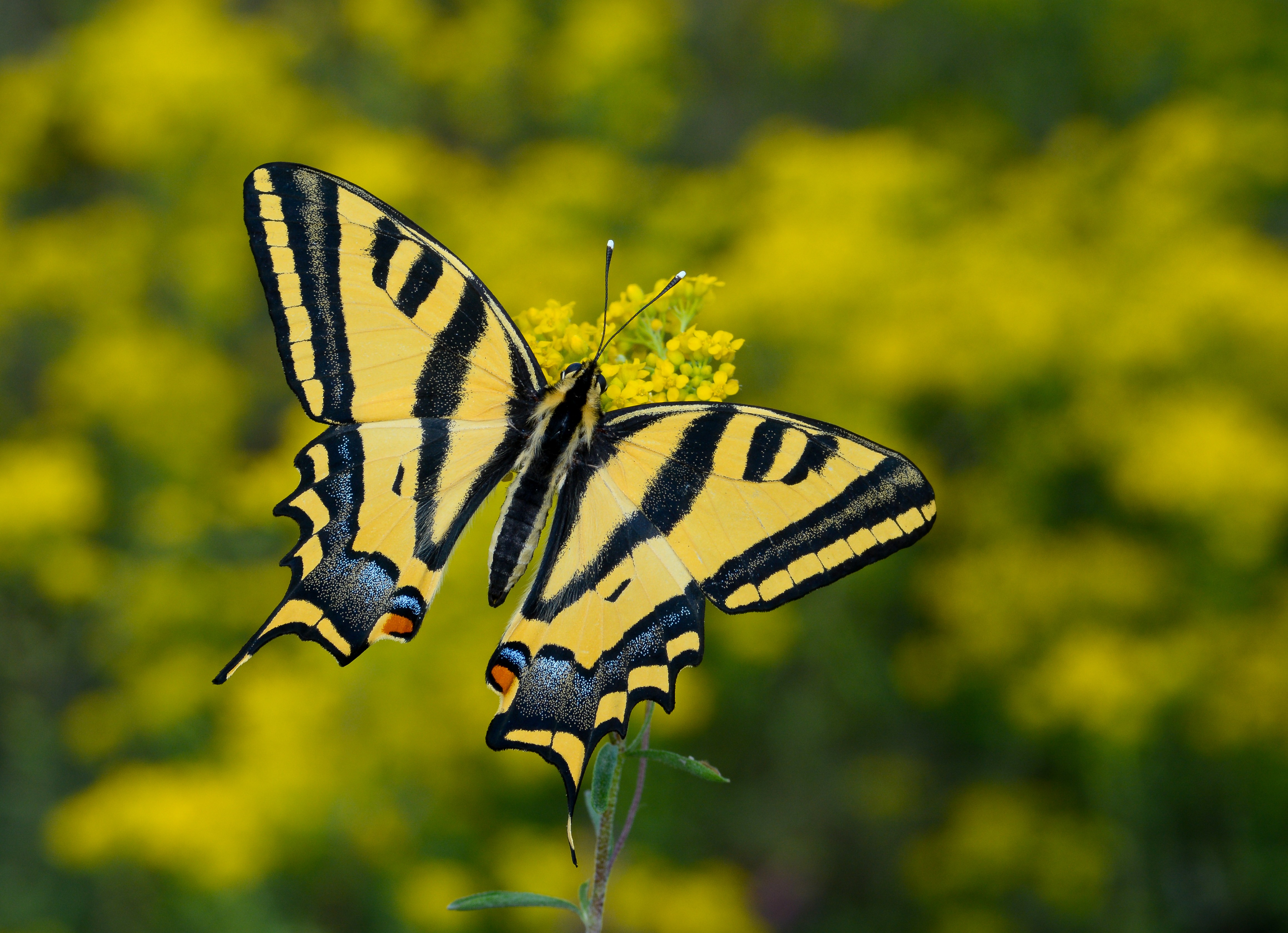 Papilio alexanor (Kaplan Kırlangıçkuyruk) butterfly photo
