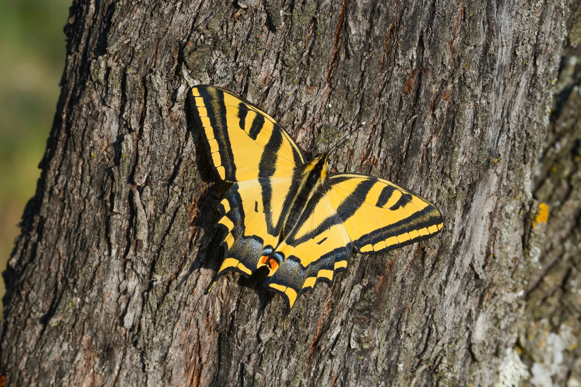 Papilio alexanor (Kaplan KÄ±rlangÄ±Ã§kuyruk) butterfly photo