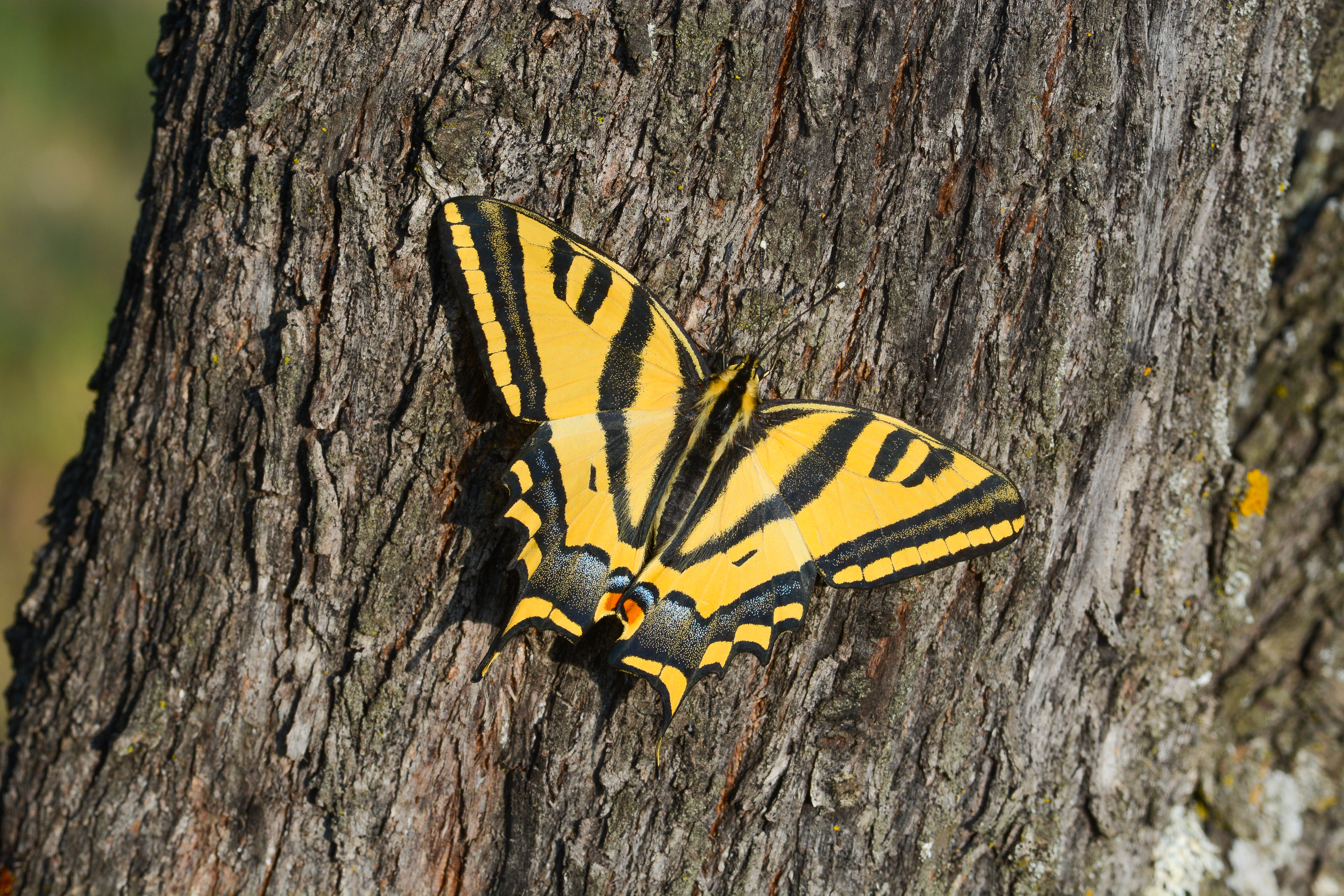 Papilio alexanor (Kaplan Kırlangıçkuyruk) butterfly photo