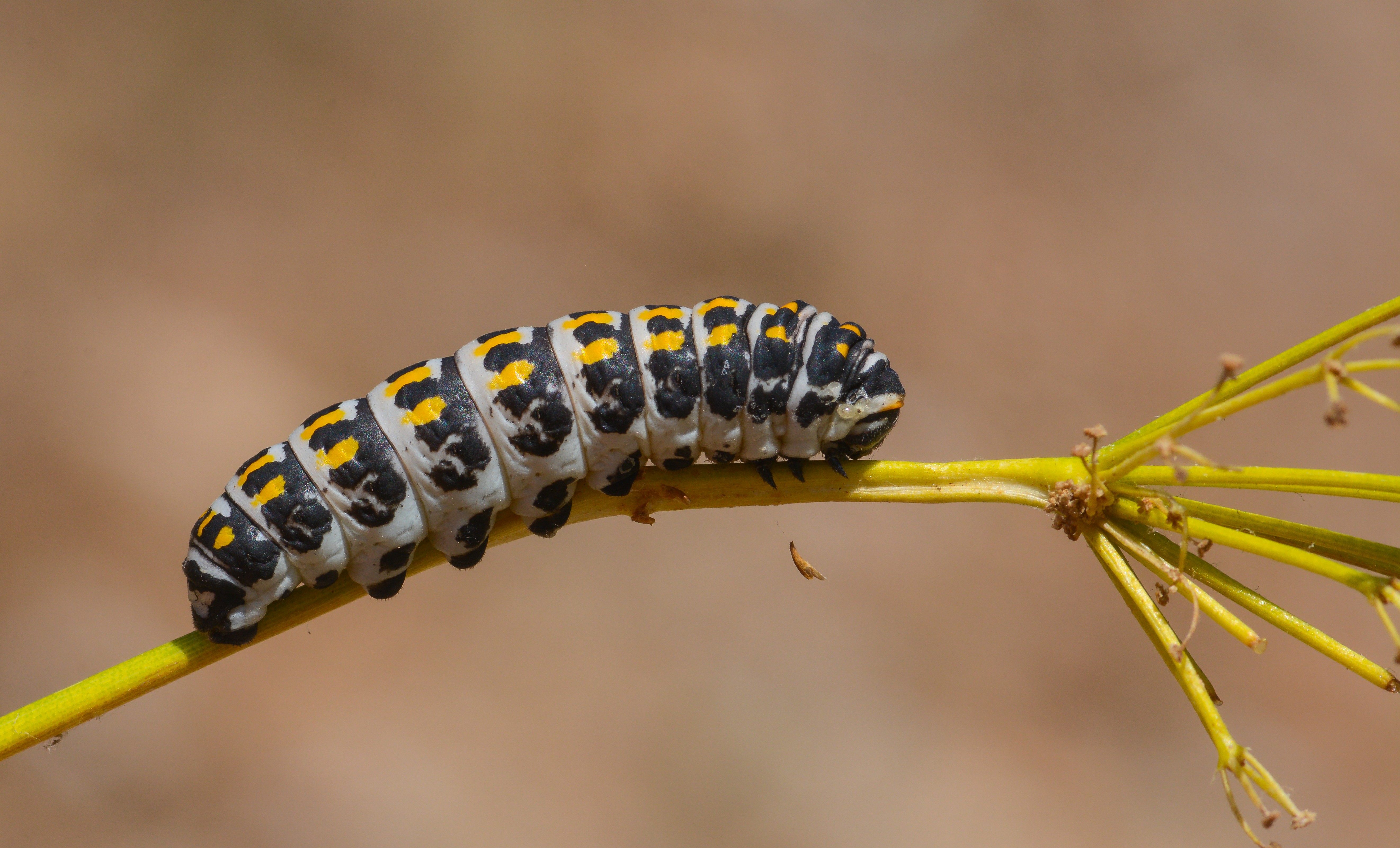 Papilio alexanor (Kaplan Kırlangıçkuyruk) butterfly photo