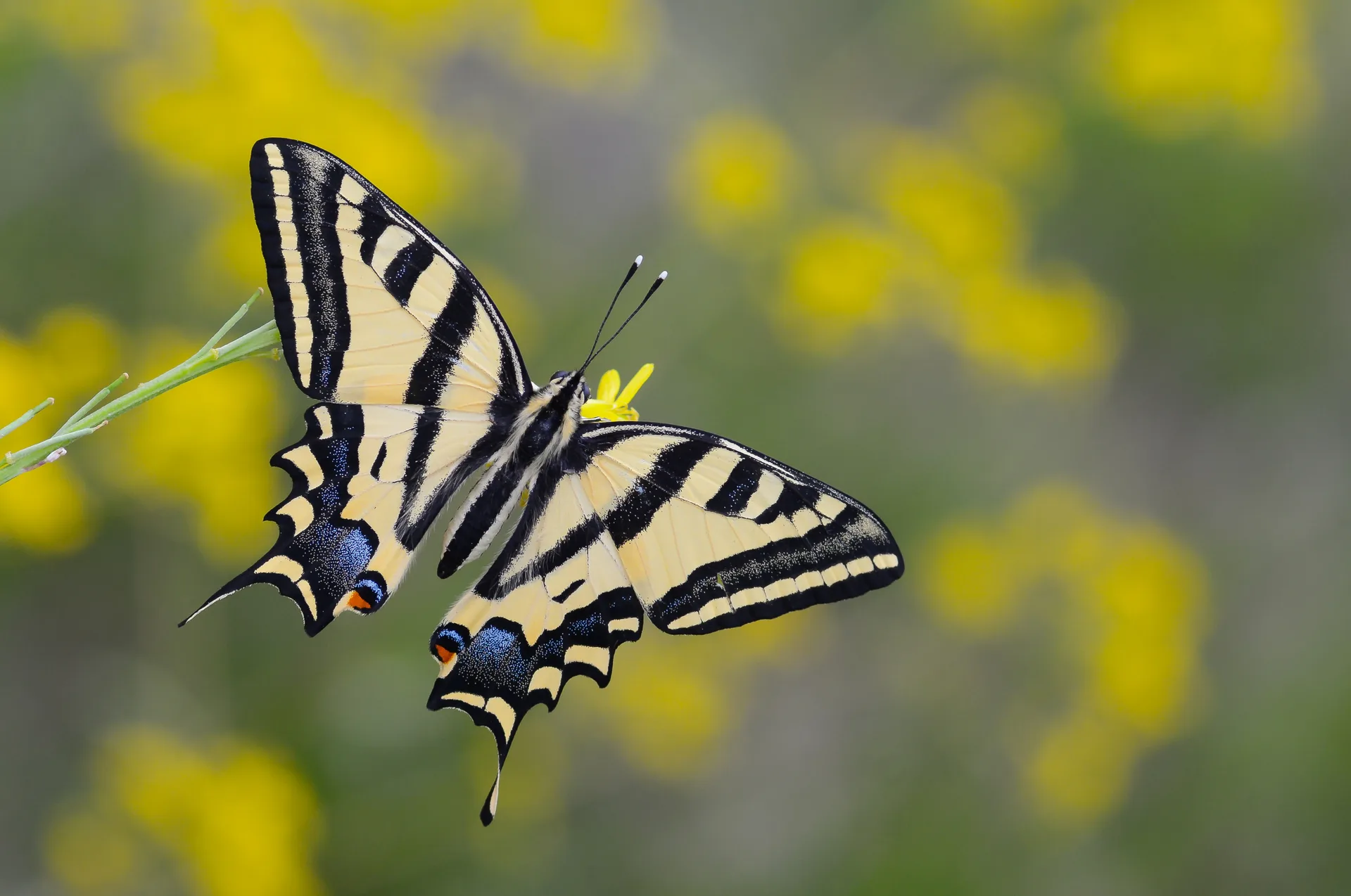 Papilio alexanor (Kaplan KÄ±rlangÄ±Ã§kuyruk) butterfly photo
