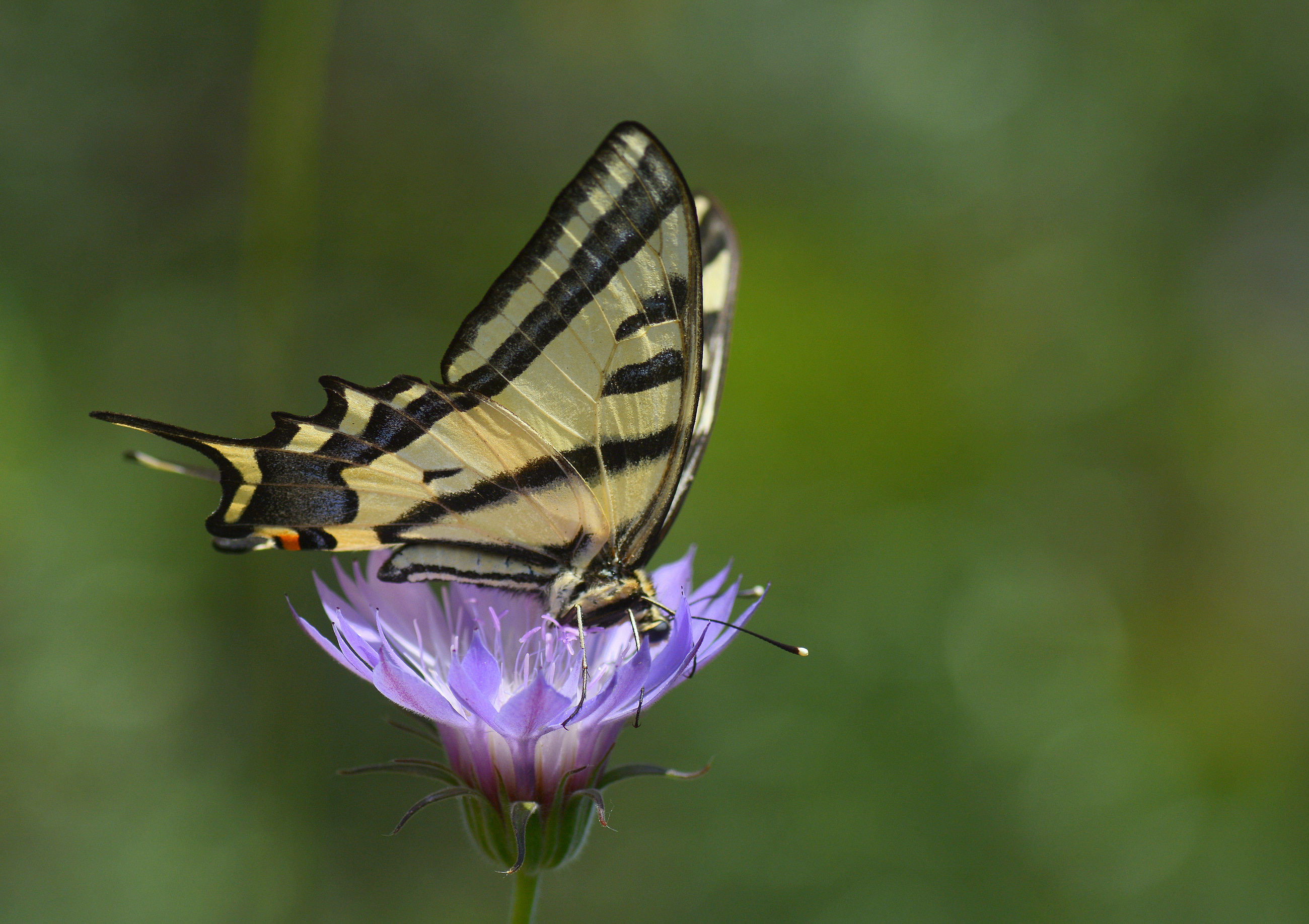 Papilio alexanor (Kaplan Kırlangıçkuyruk) butterfly photo