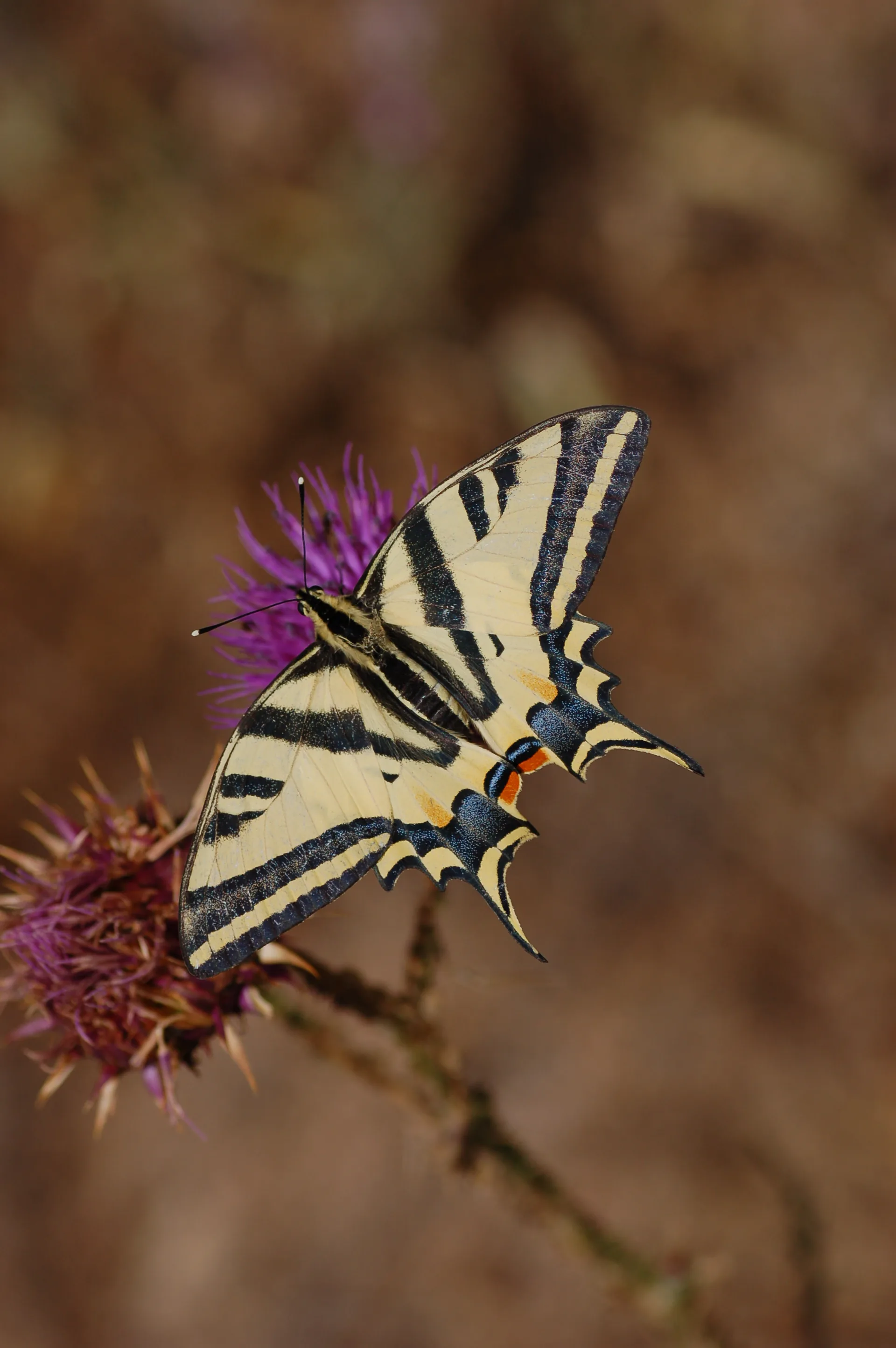 Papilio alexanor (Kaplan KÄ±rlangÄ±Ã§kuyruk) butterfly photo