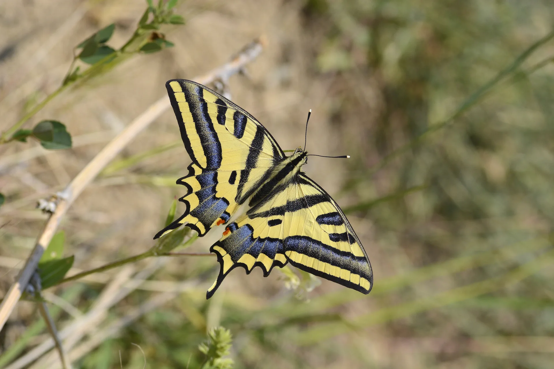 Papilio alexanor (Kaplan KÄ±rlangÄ±Ã§kuyruk) butterfly photo