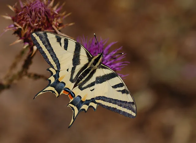 Papilio alexanor (Kaplan KÄ±rlangÄ±Ã§kuyruk) butterfly photo