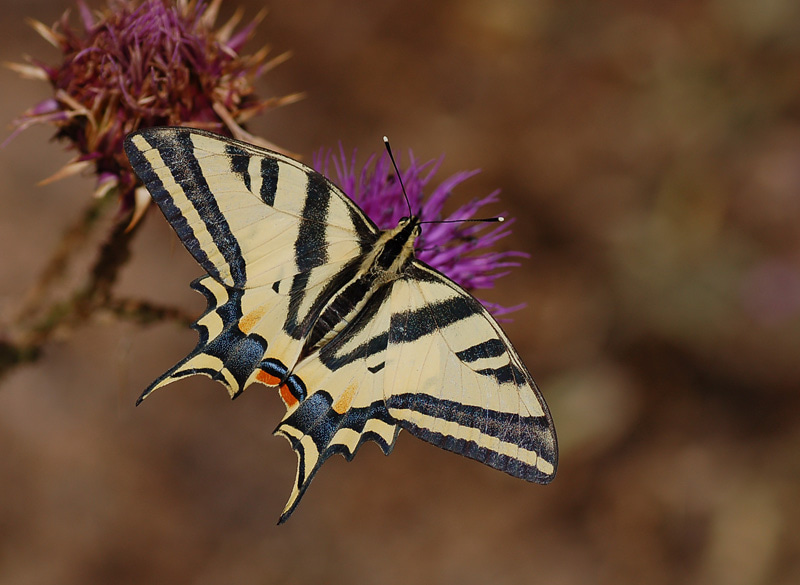 Papilio alexanor (Kaplan Kırlangıçkuyruk) butterfly photo