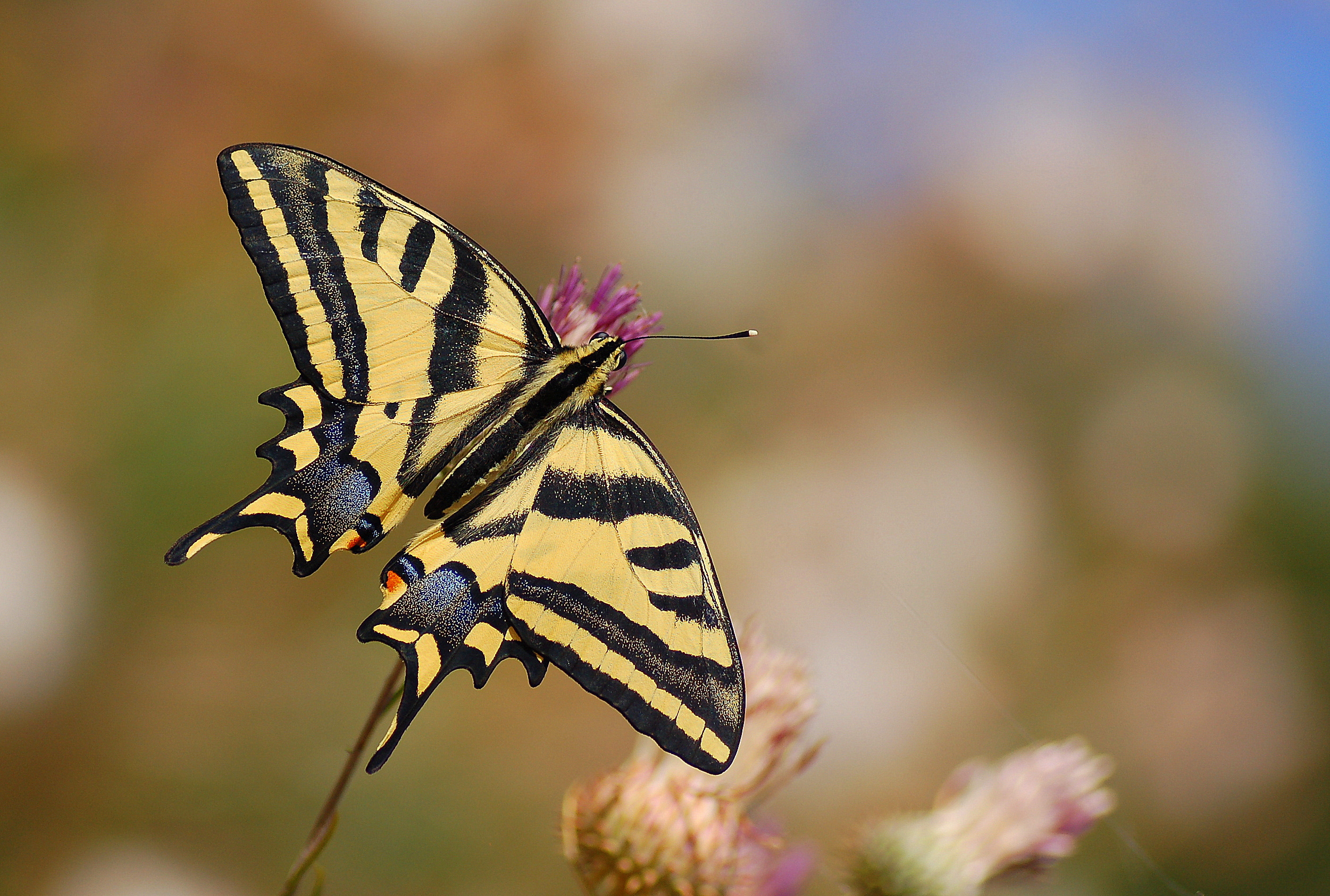 Papilio alexanor (Kaplan Kırlangıçkuyruk) butterfly photo