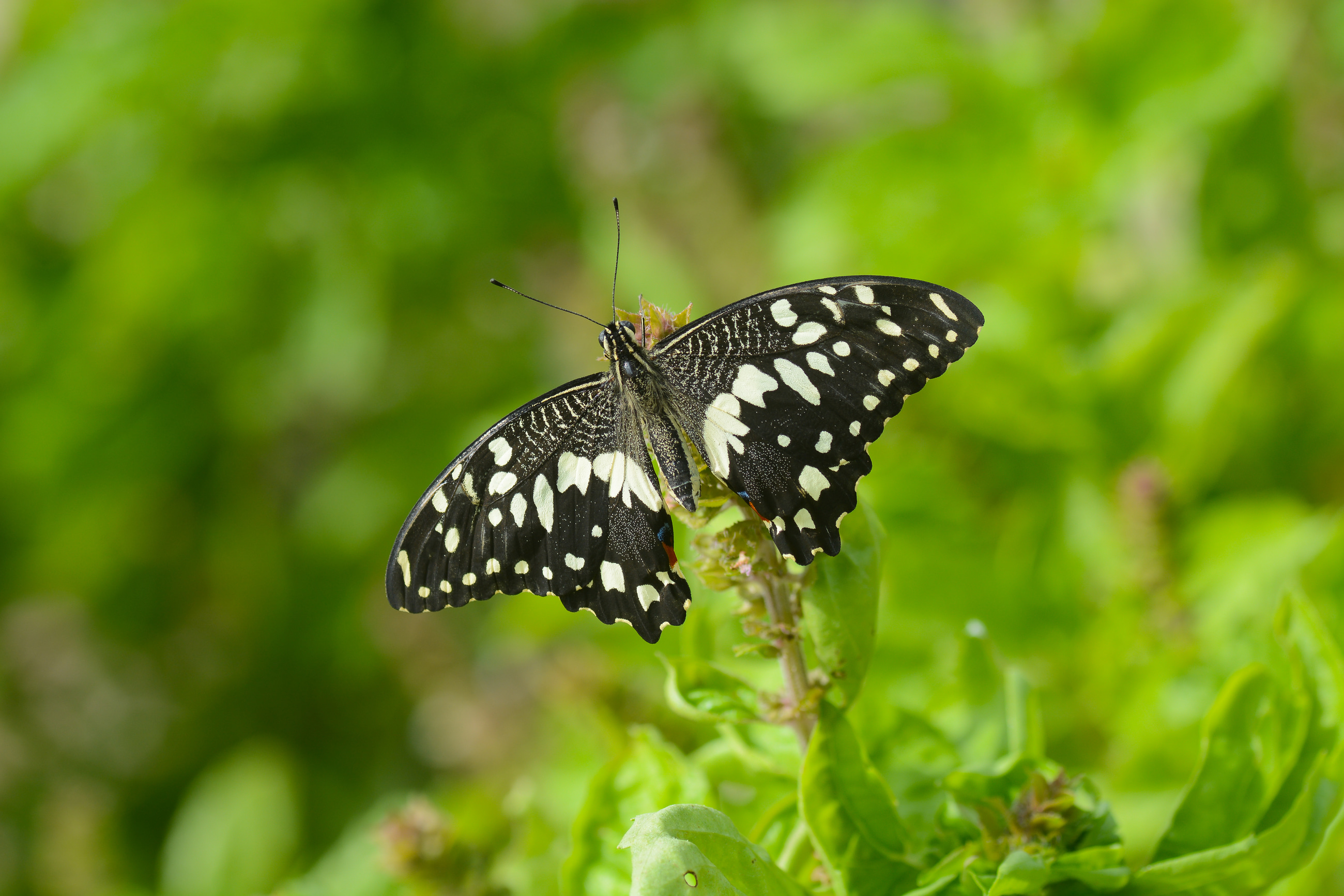 Papilio demoleus (Nusaybin Güzeli) butterfly photo