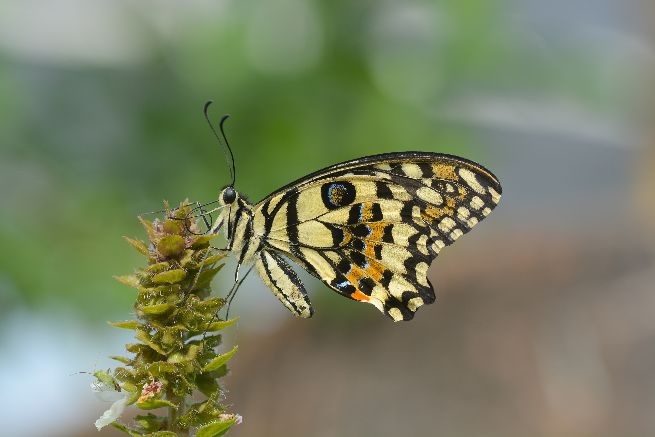 Papilio demoleus (Nusaybin Güzeli) butterfly photo