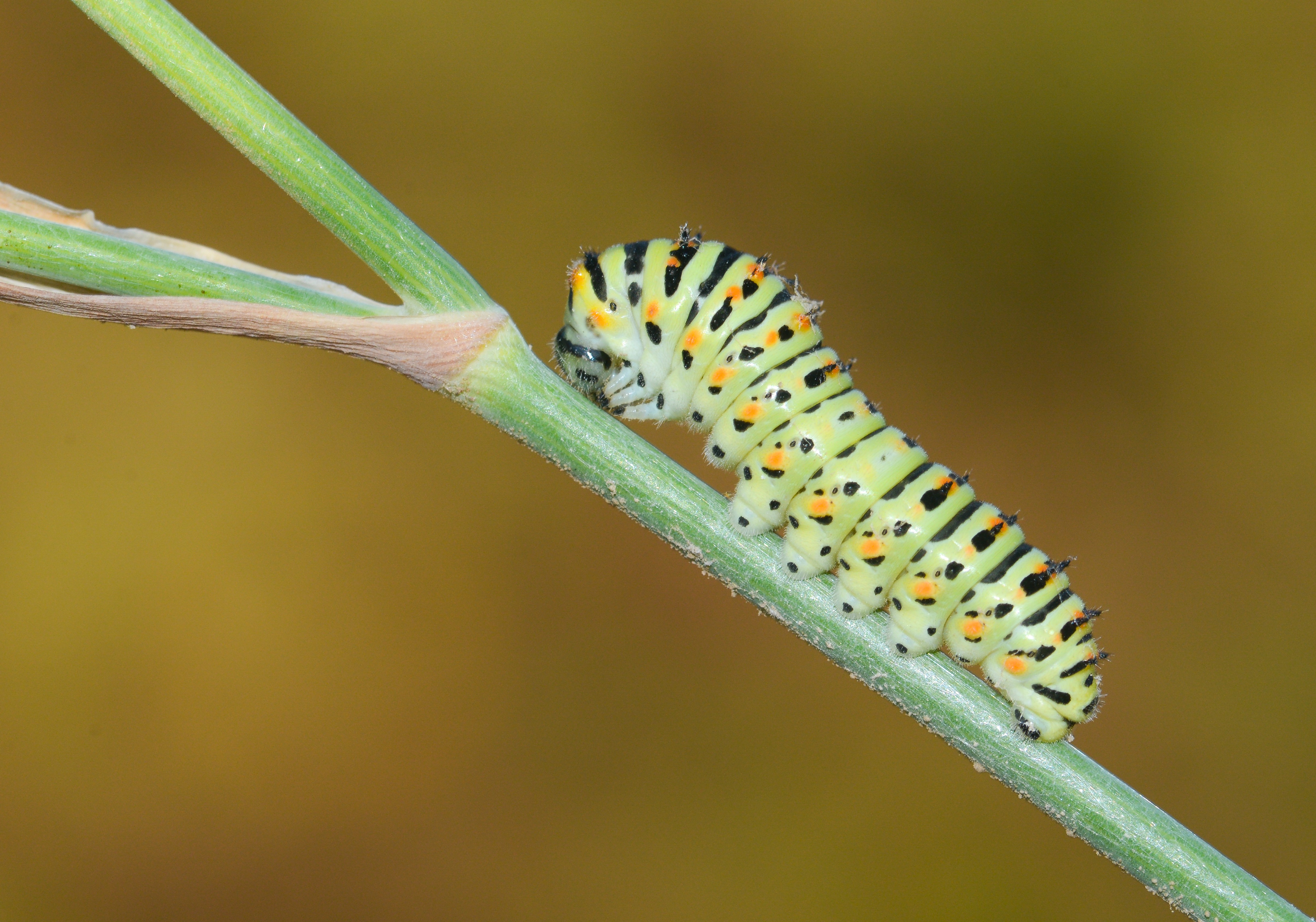 Papilio machaon (Kırlangıçkuyruk) butterfly photo