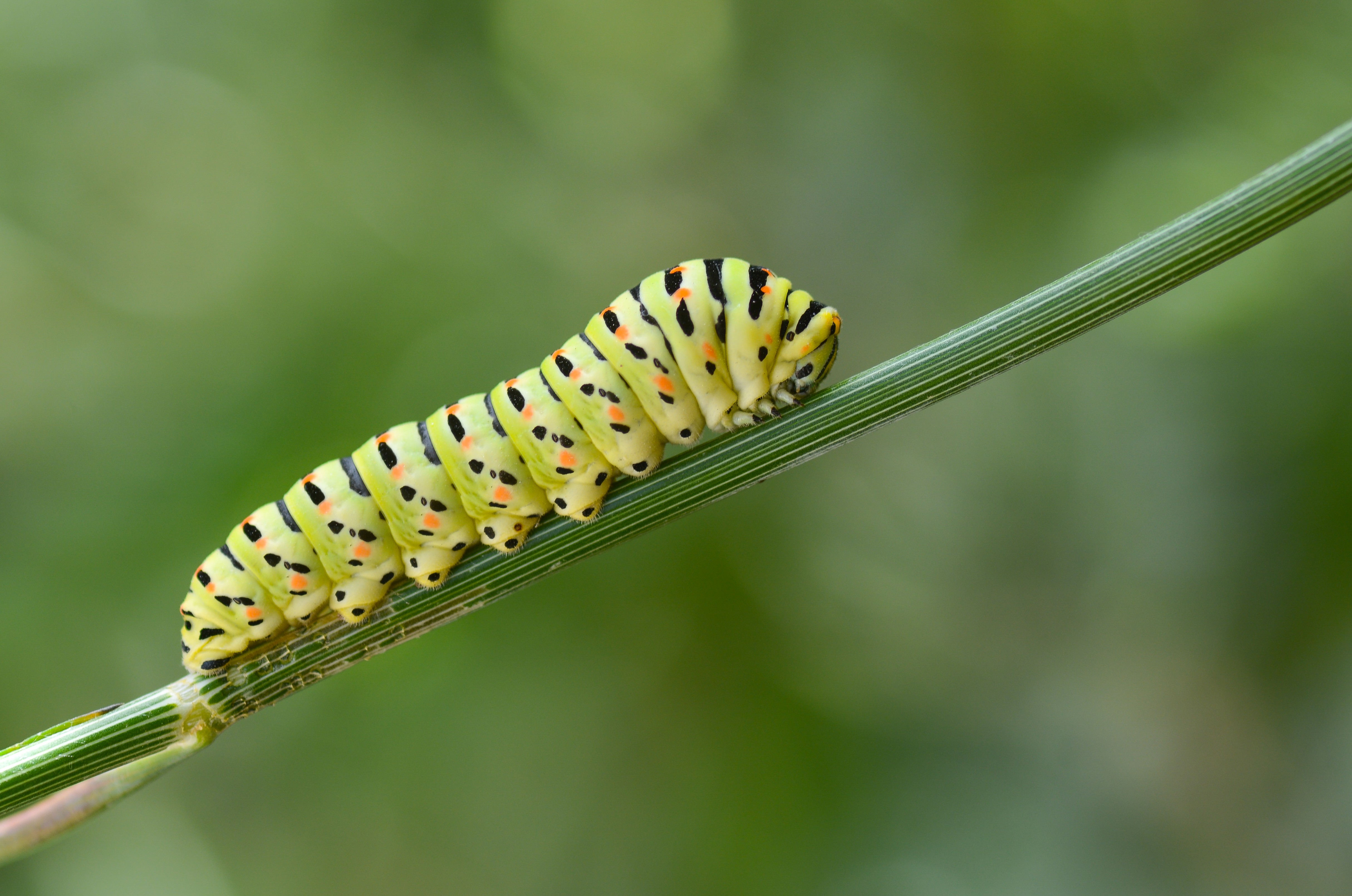 Papilio machaon (Kırlangıçkuyruk) butterfly photo