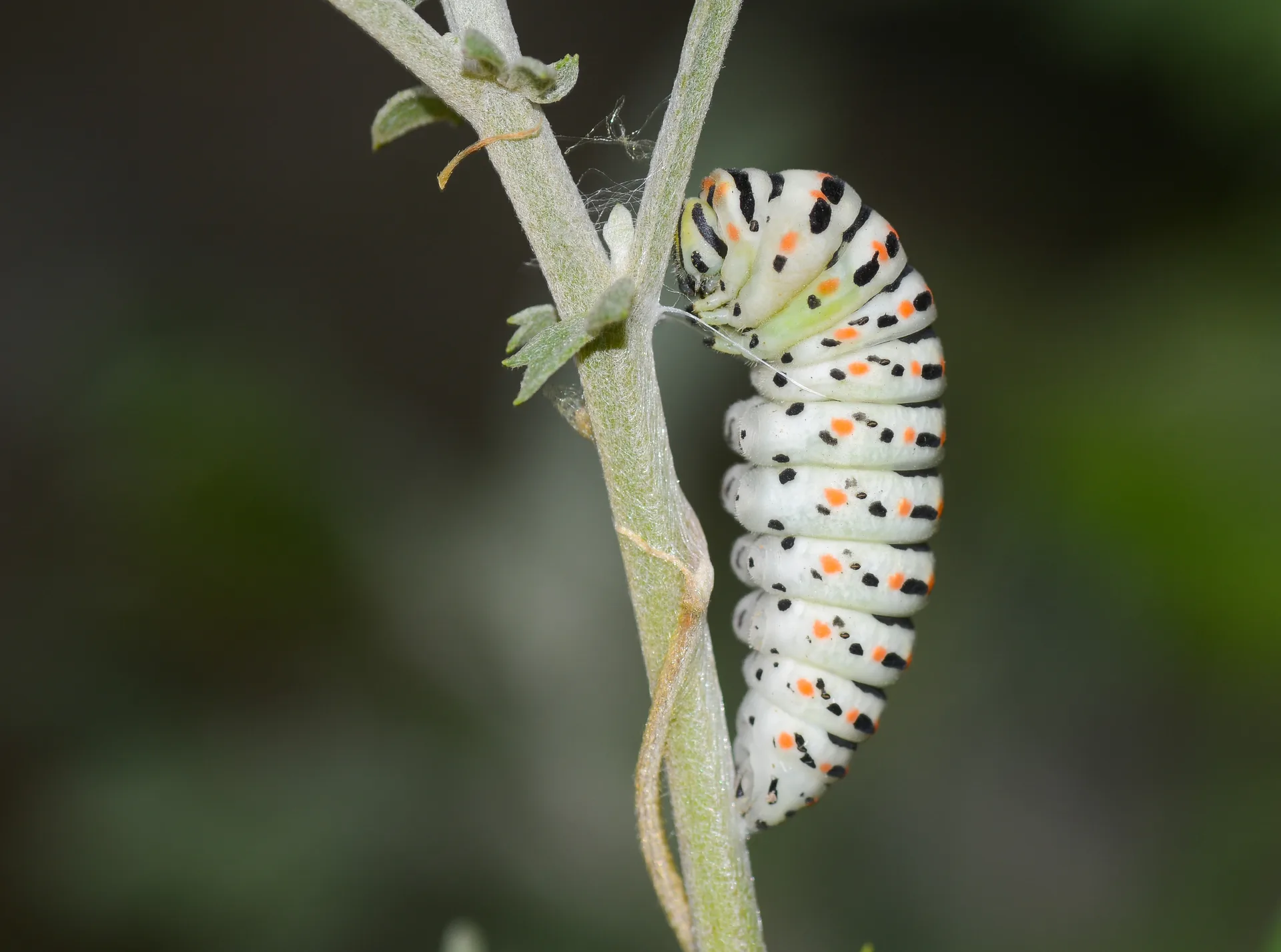 Papilio machaon (KÄ±rlangÄ±Ã§kuyruk) butterfly photo